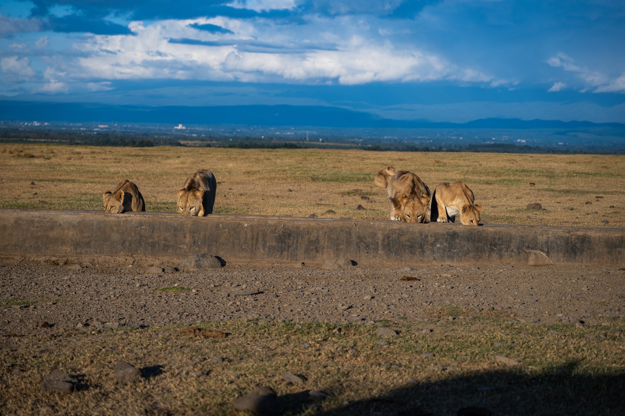 Africa2026VZ8_31112026.jpg