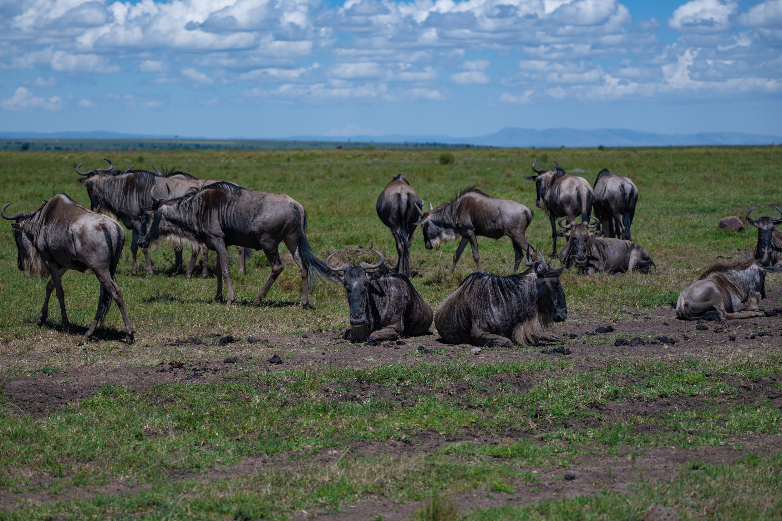 Africa2026VZ8_32202026.jpg