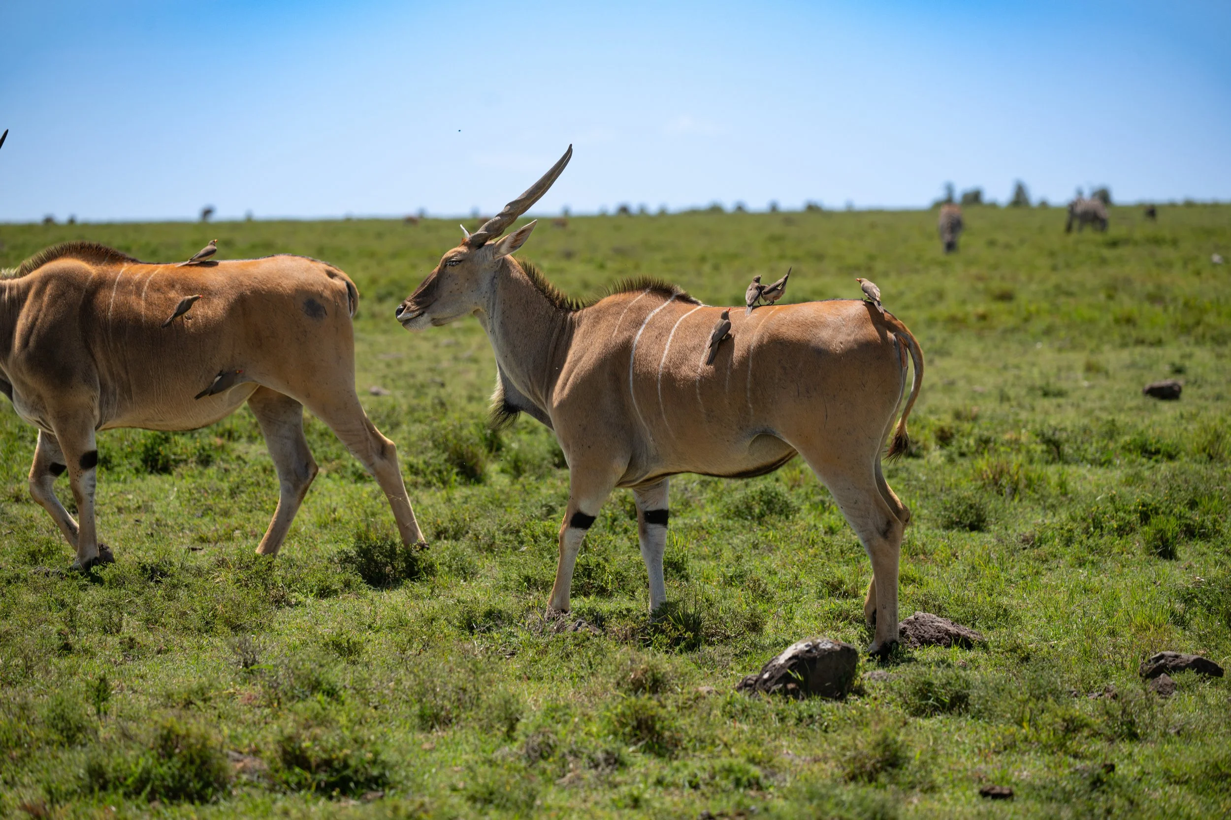 Africa2026VZ8_48682026.jpg