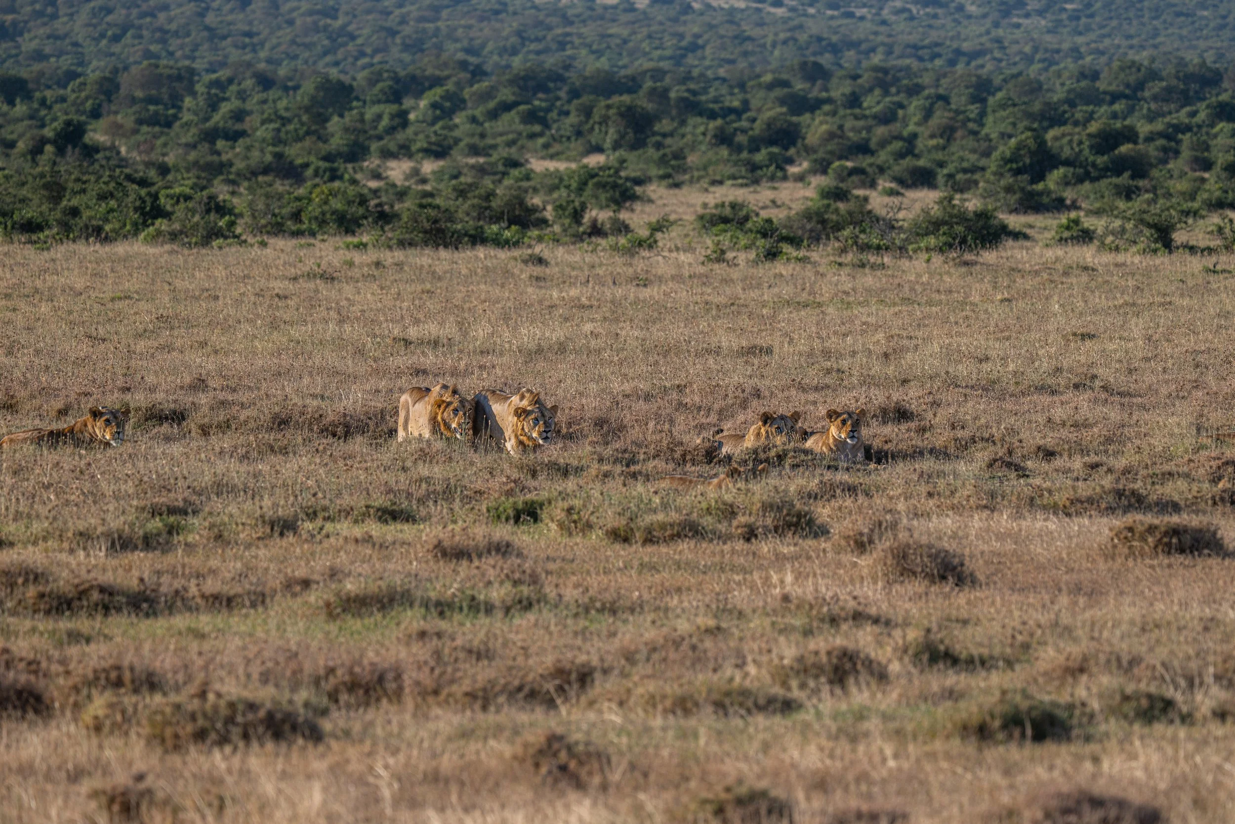 Africa2026VZ8_30472026.jpg