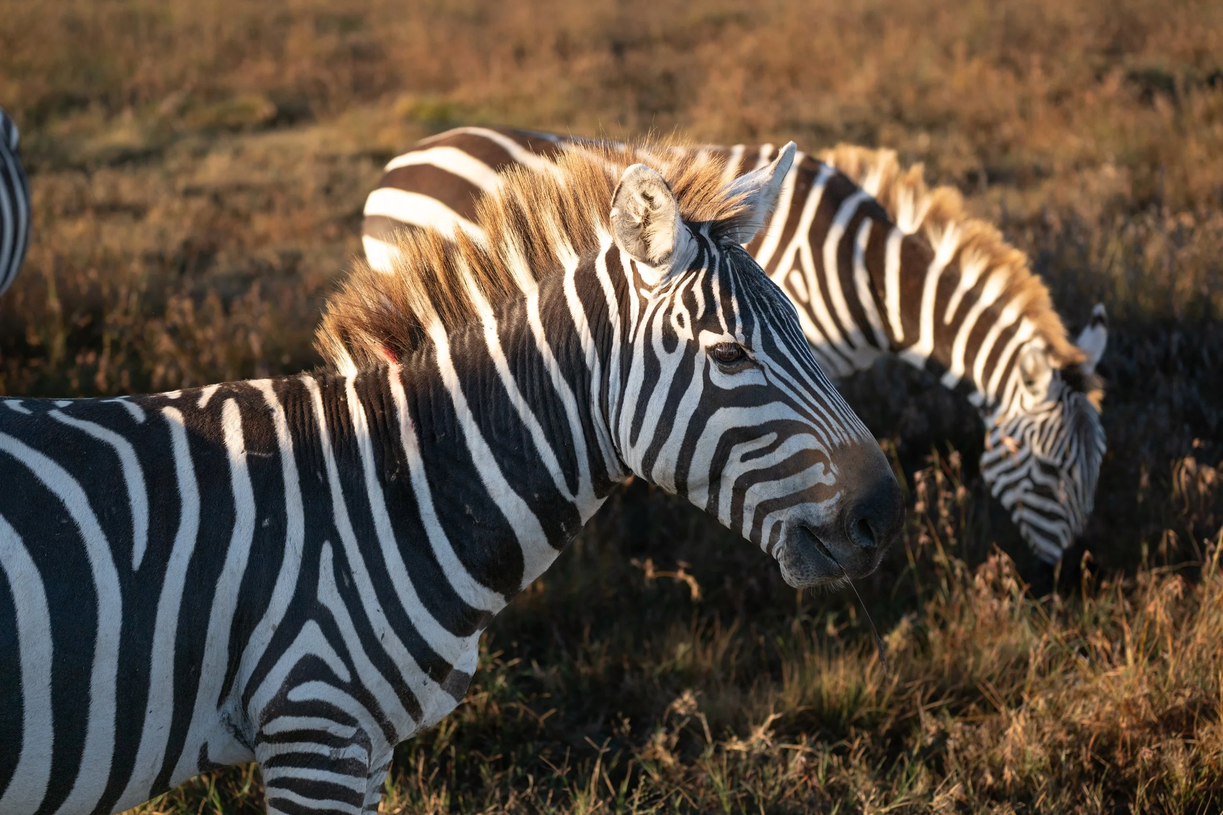 Africa2026VZ8_23472026.jpg