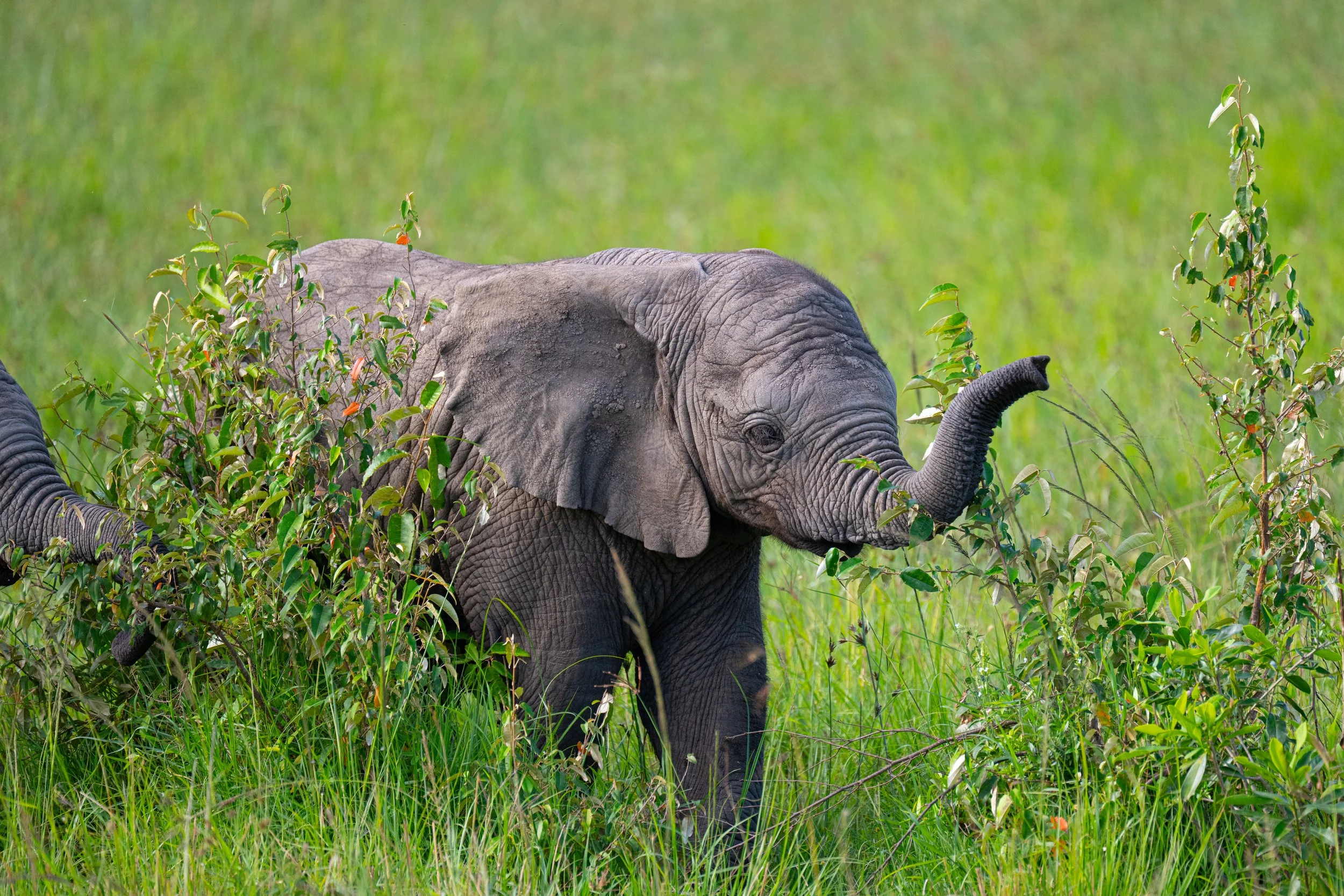 Africa2026VZ8_49102026.jpg