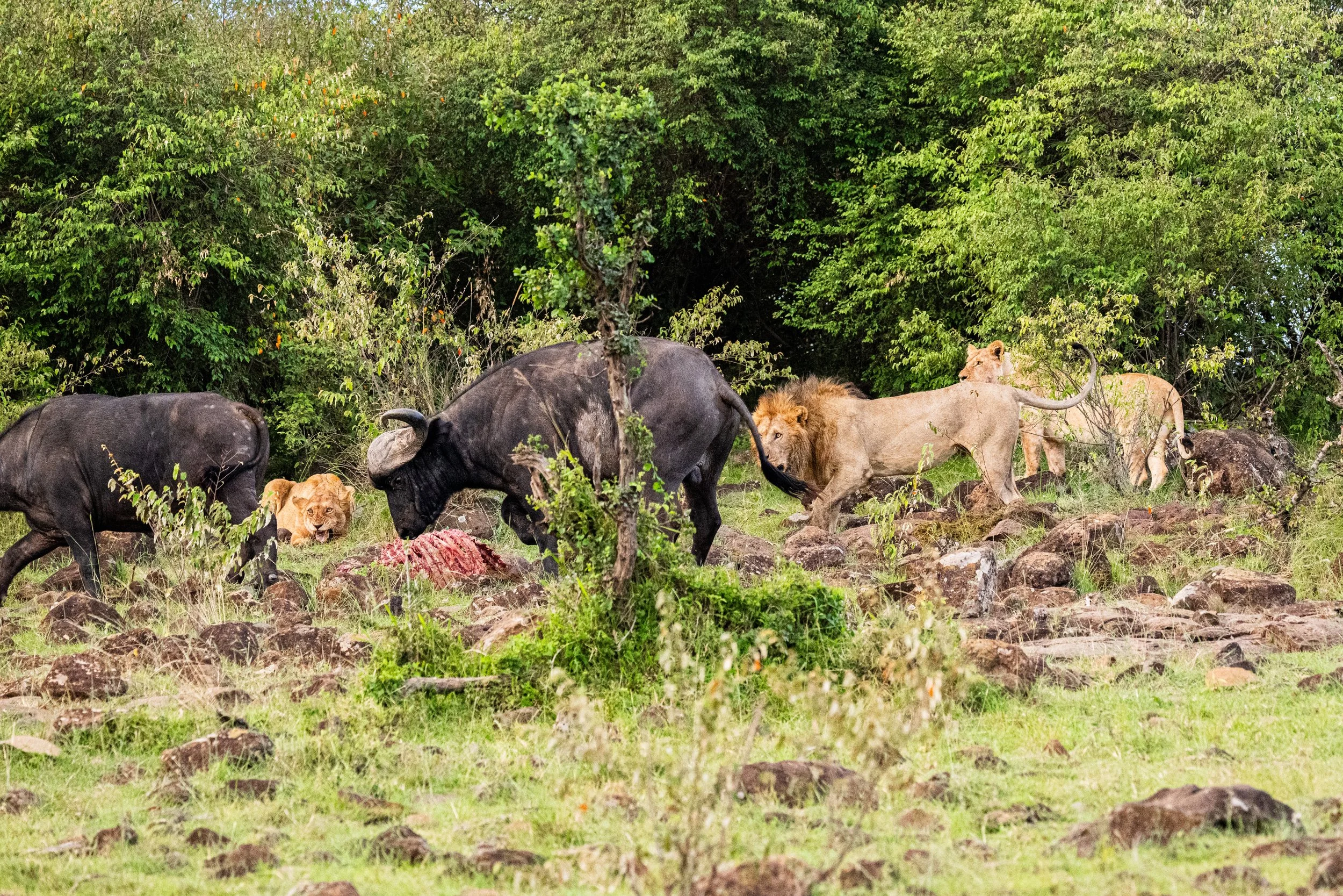 Africa2026VZ8_33302026.jpg