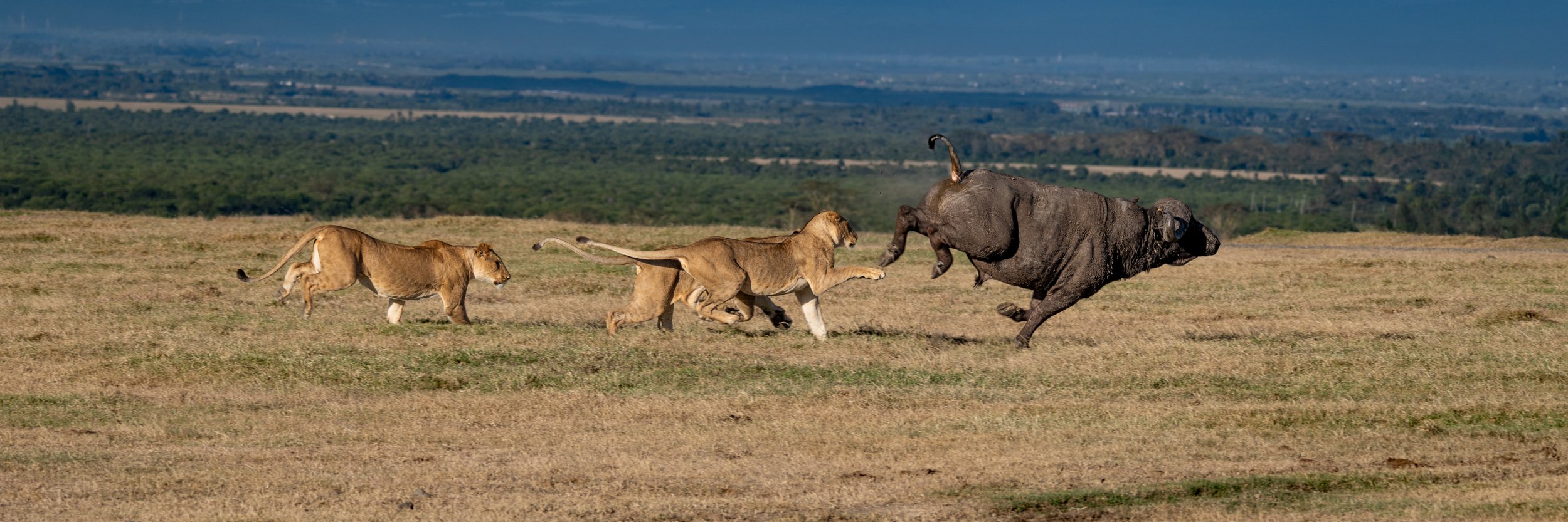 Africa2026VZ8_30622026-Edit.jpg
