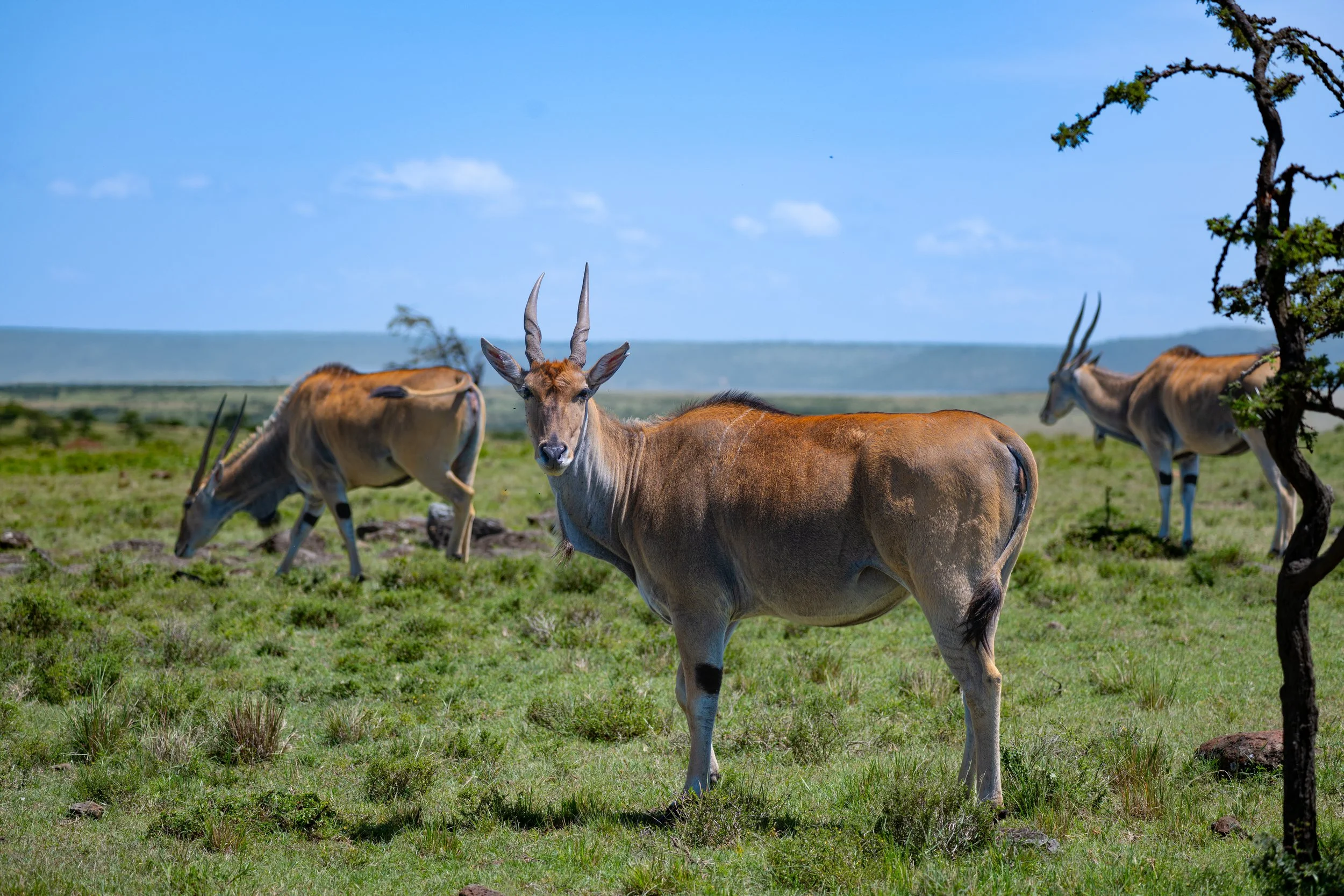 Common Eland