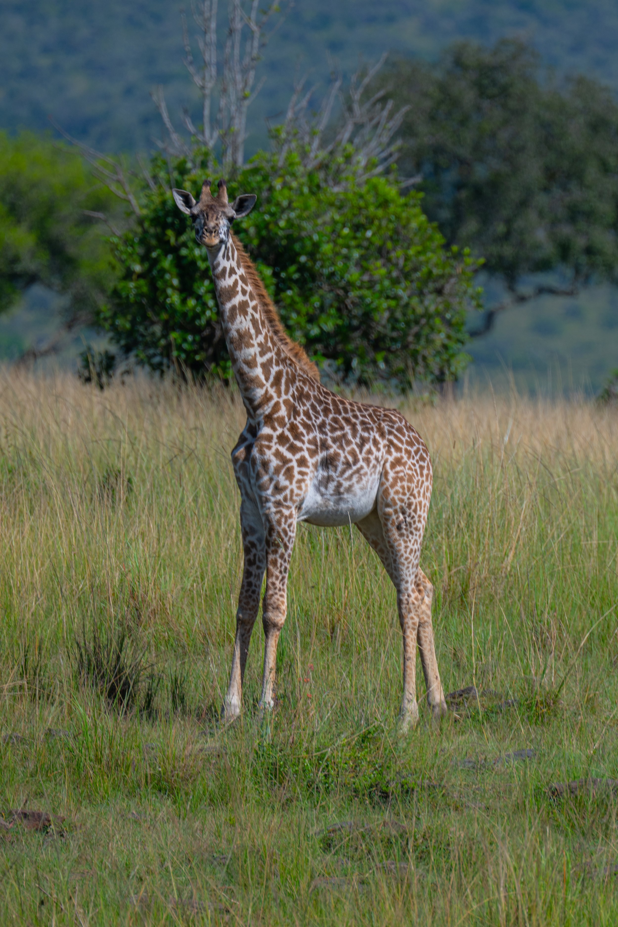 Africa2026VZ8_47502026.jpg