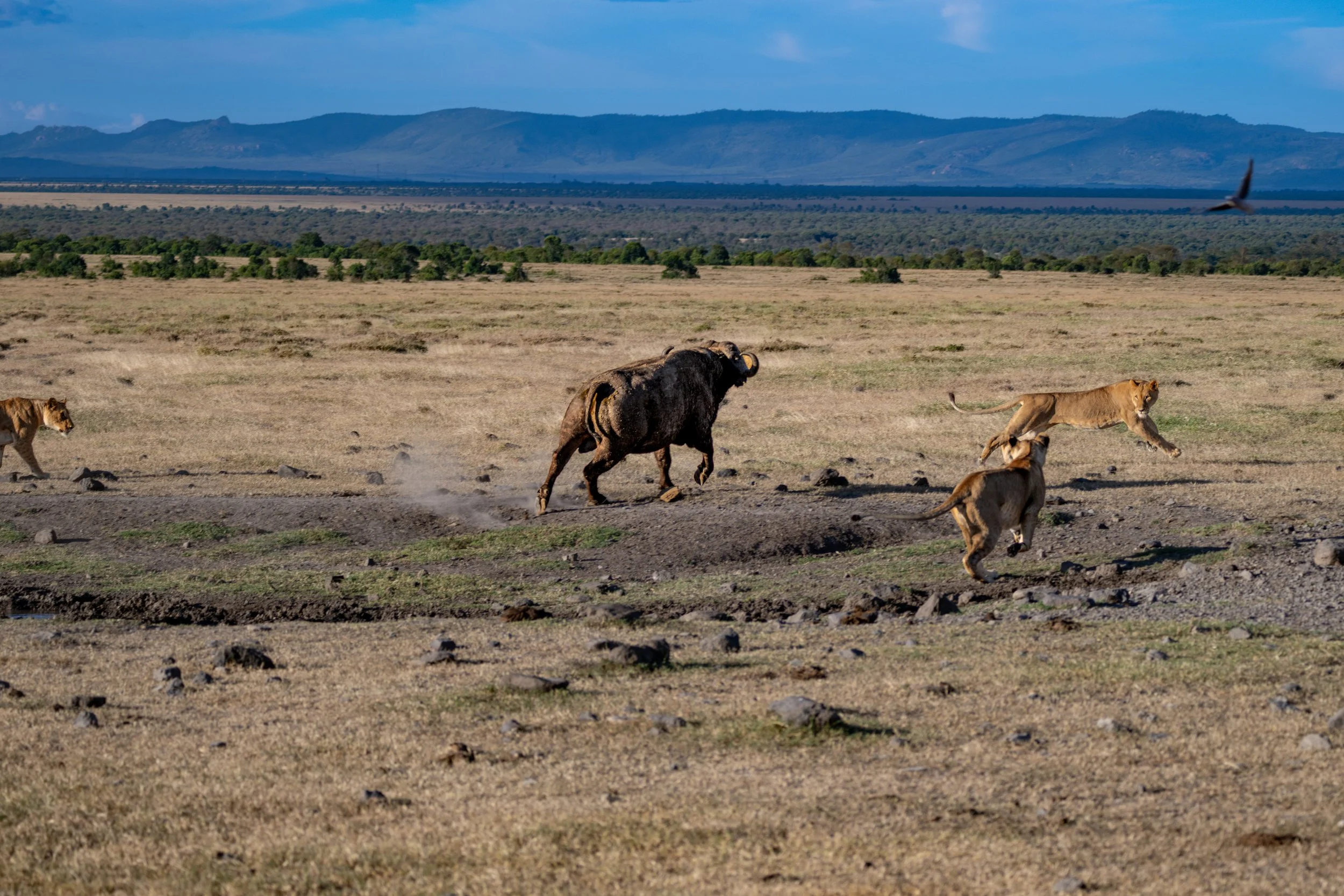Africa2026VZ8_30552026.jpg