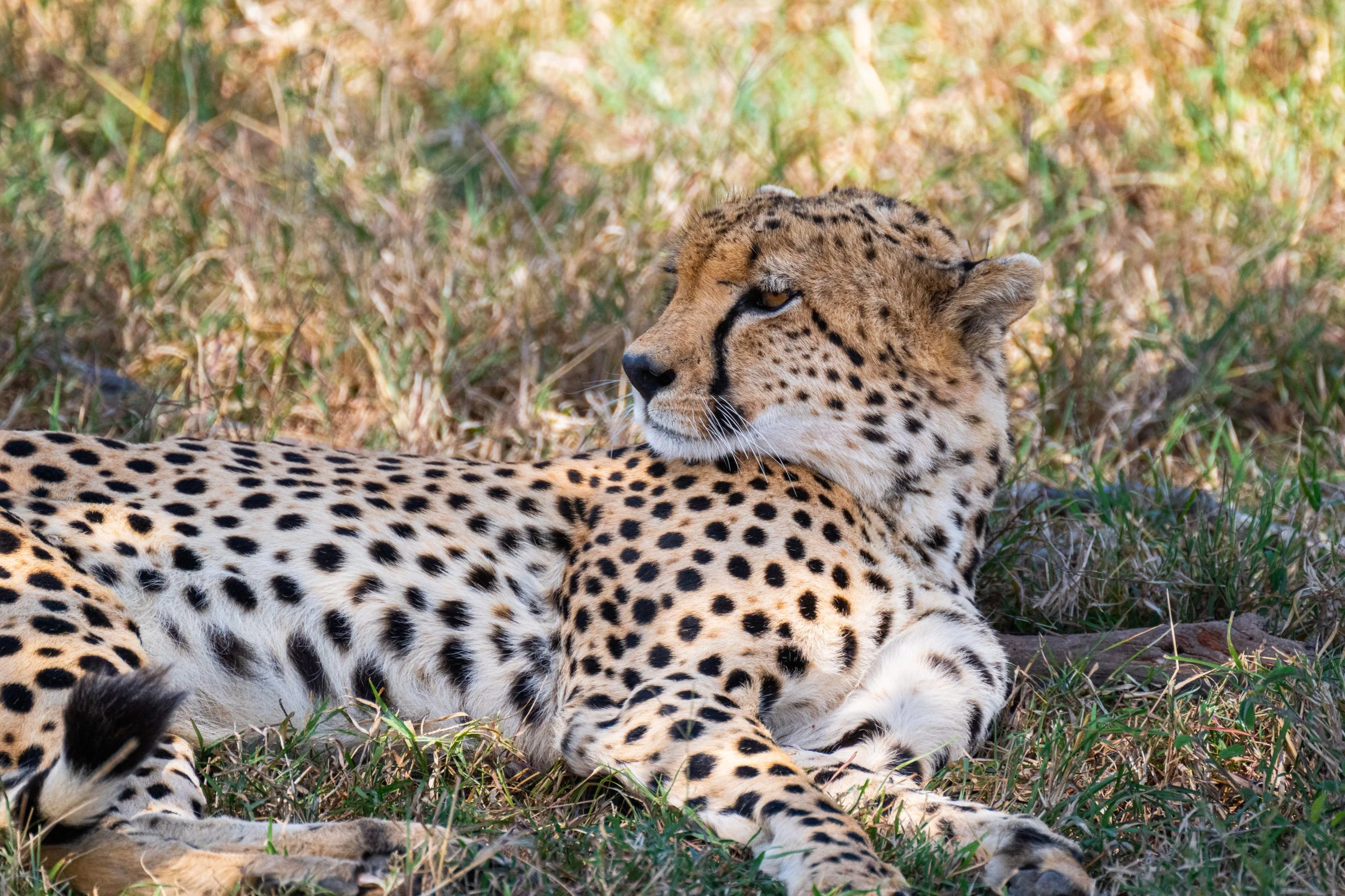 Africa2026VZ8_26832026.jpg