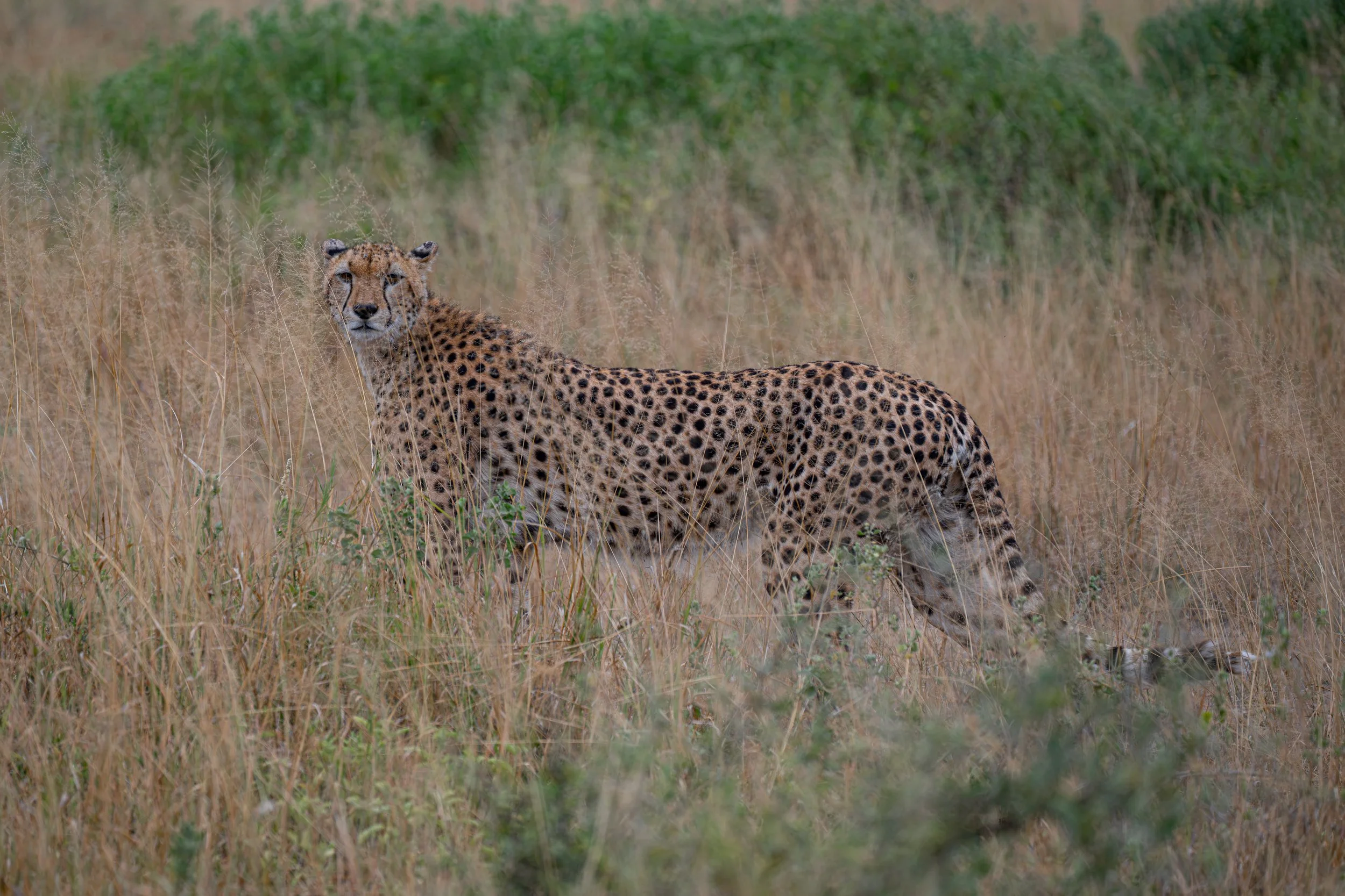 Africa2026DSC_55312026.jpg