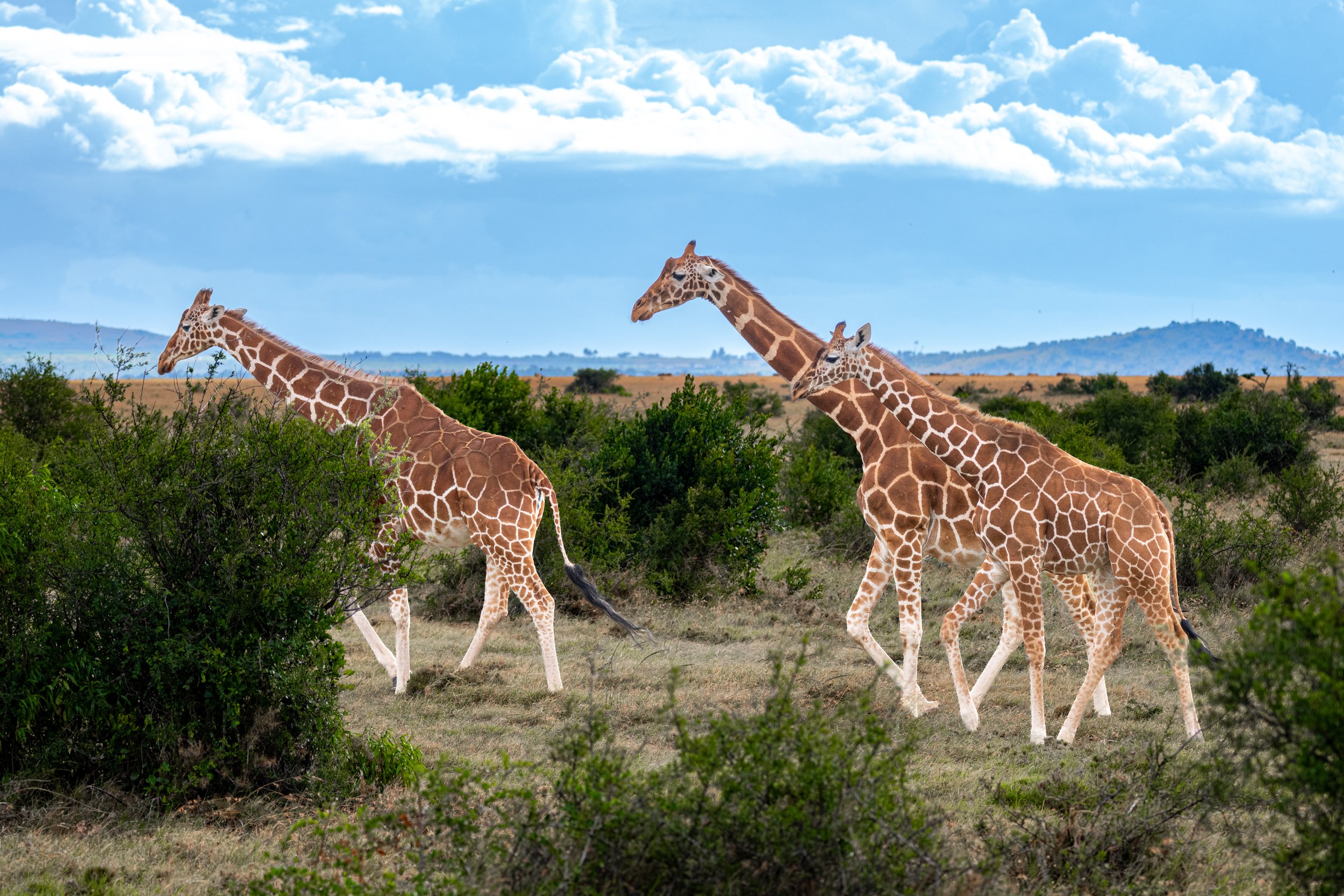 Africa2026VZ8_11642026.jpg