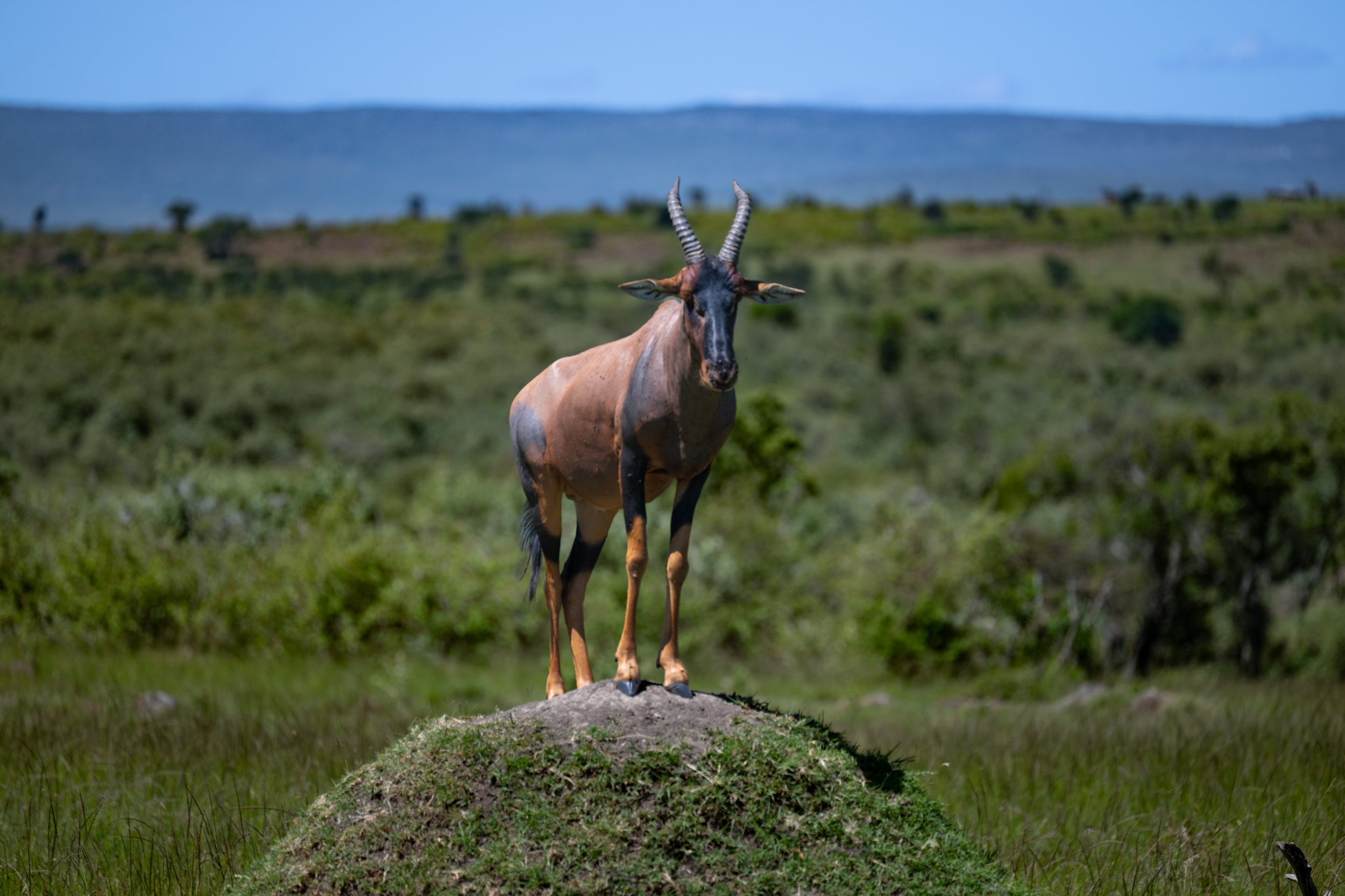 Topi will stand on abandoned termite mounds to act as sentinels and spot predators
