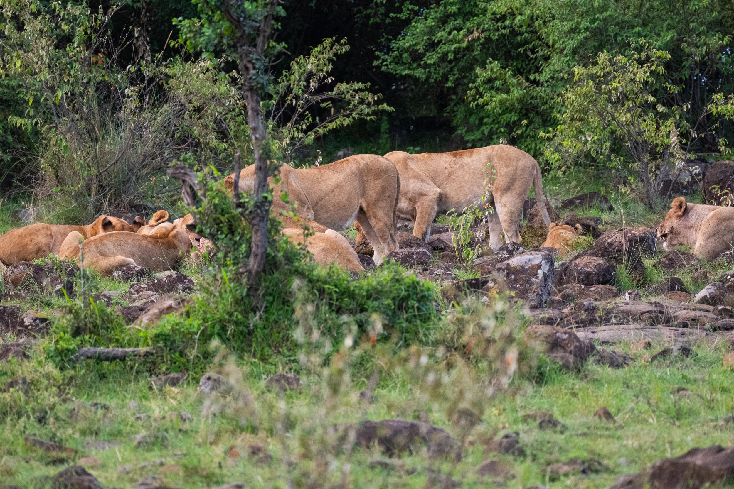Africa2026VZ8_32652026.jpg