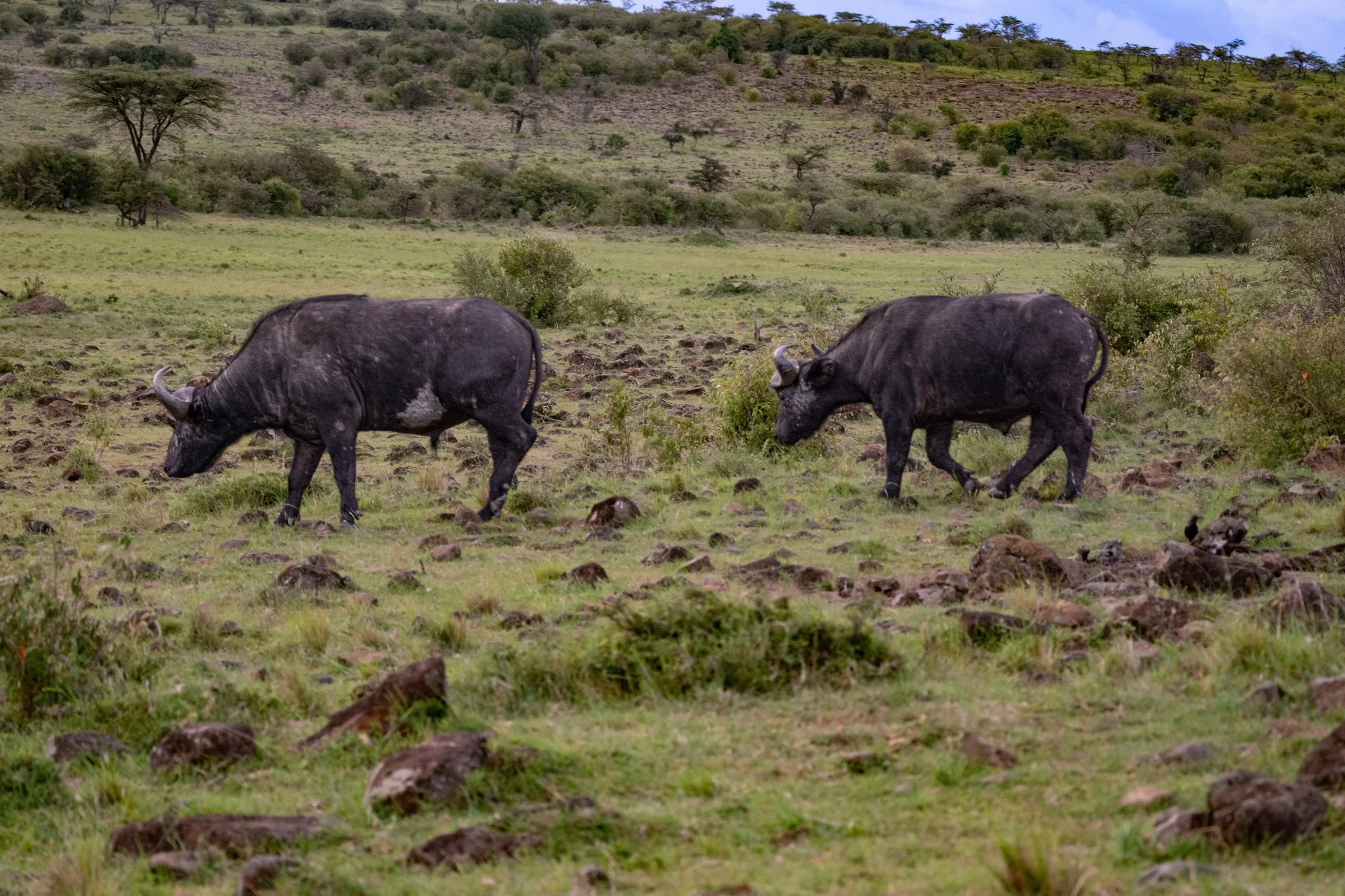 Africa2026VZ8_33452026.jpg