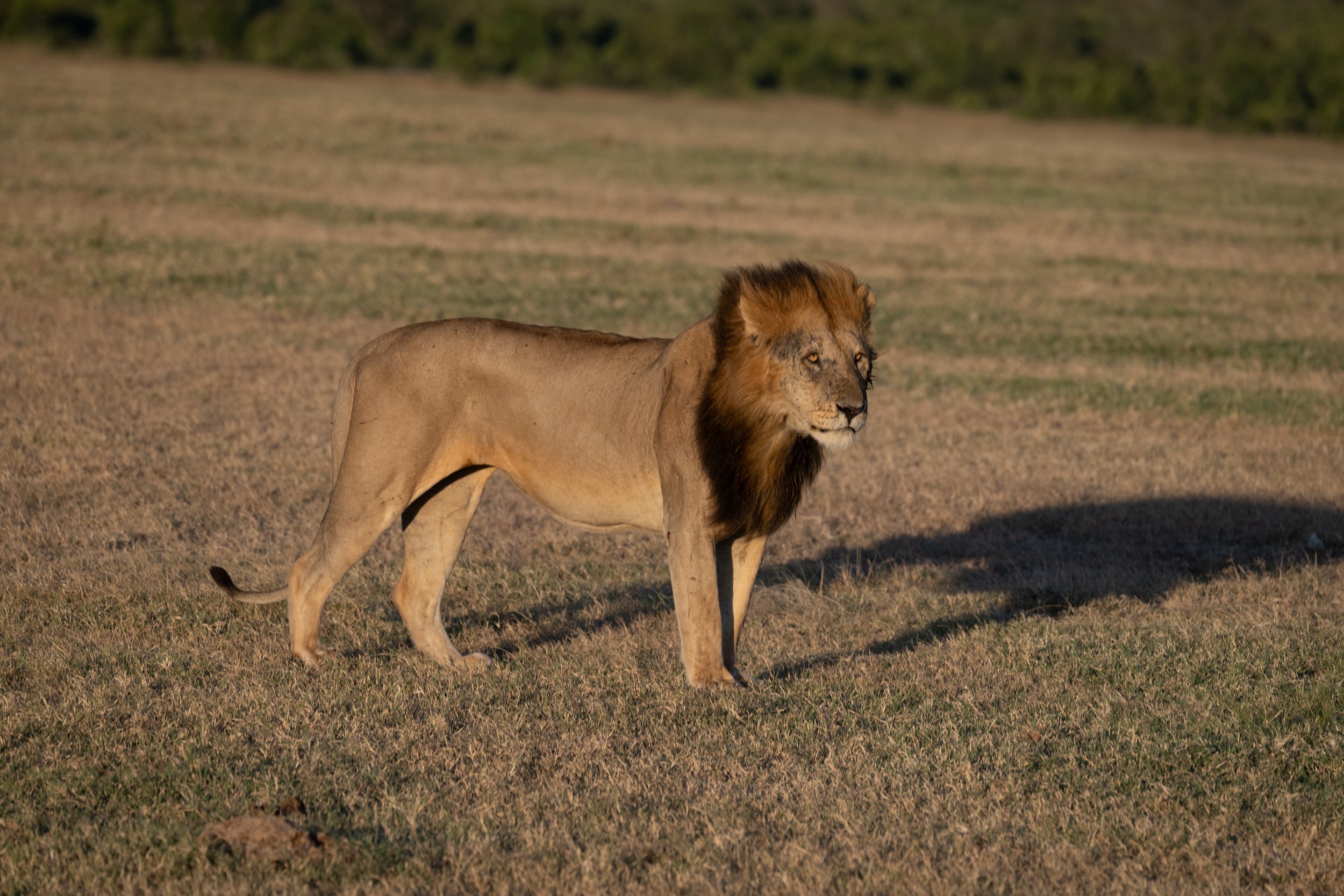 Africa2026VZ8_31622026.jpg