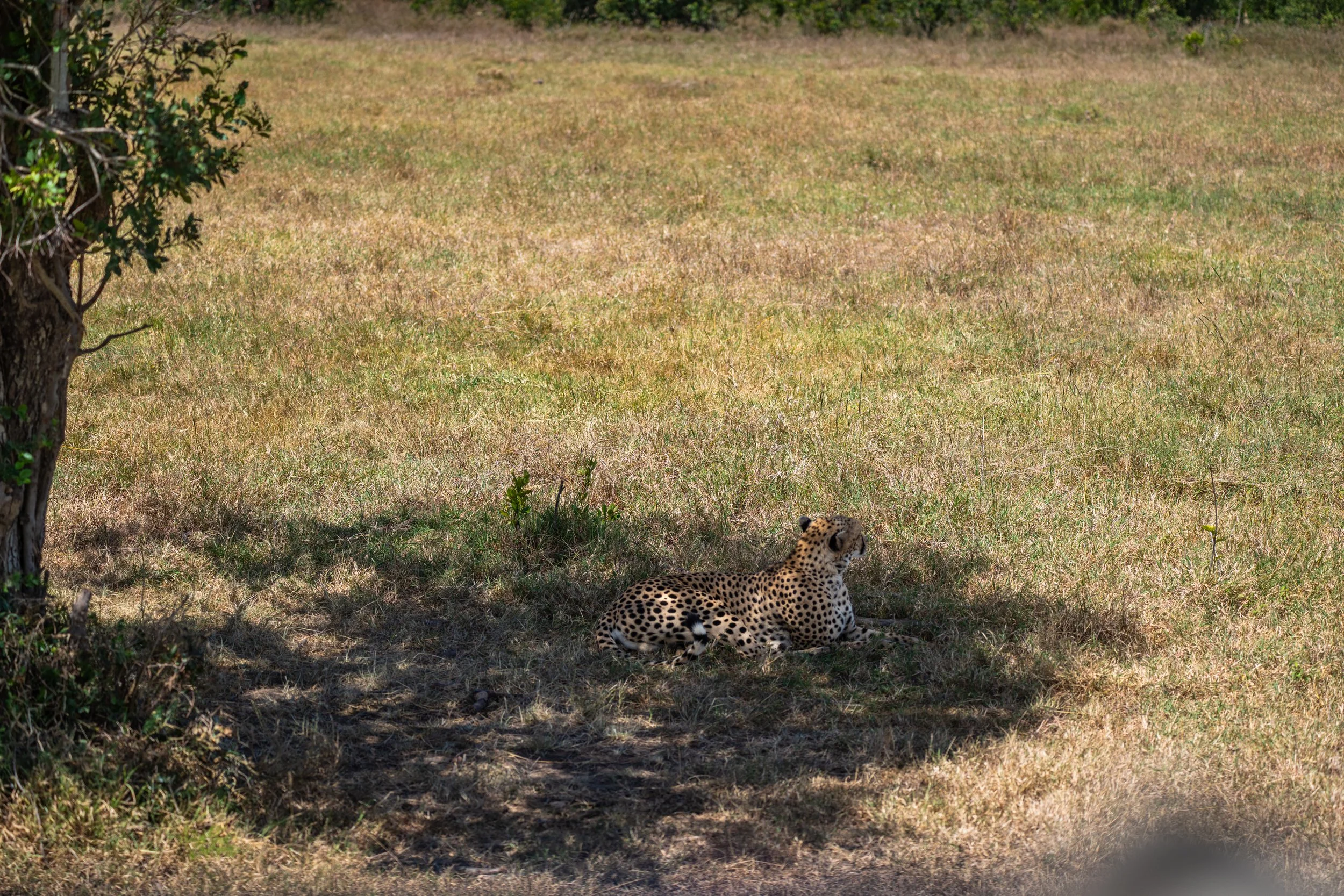 Africa2026VZ8_27672026.jpg