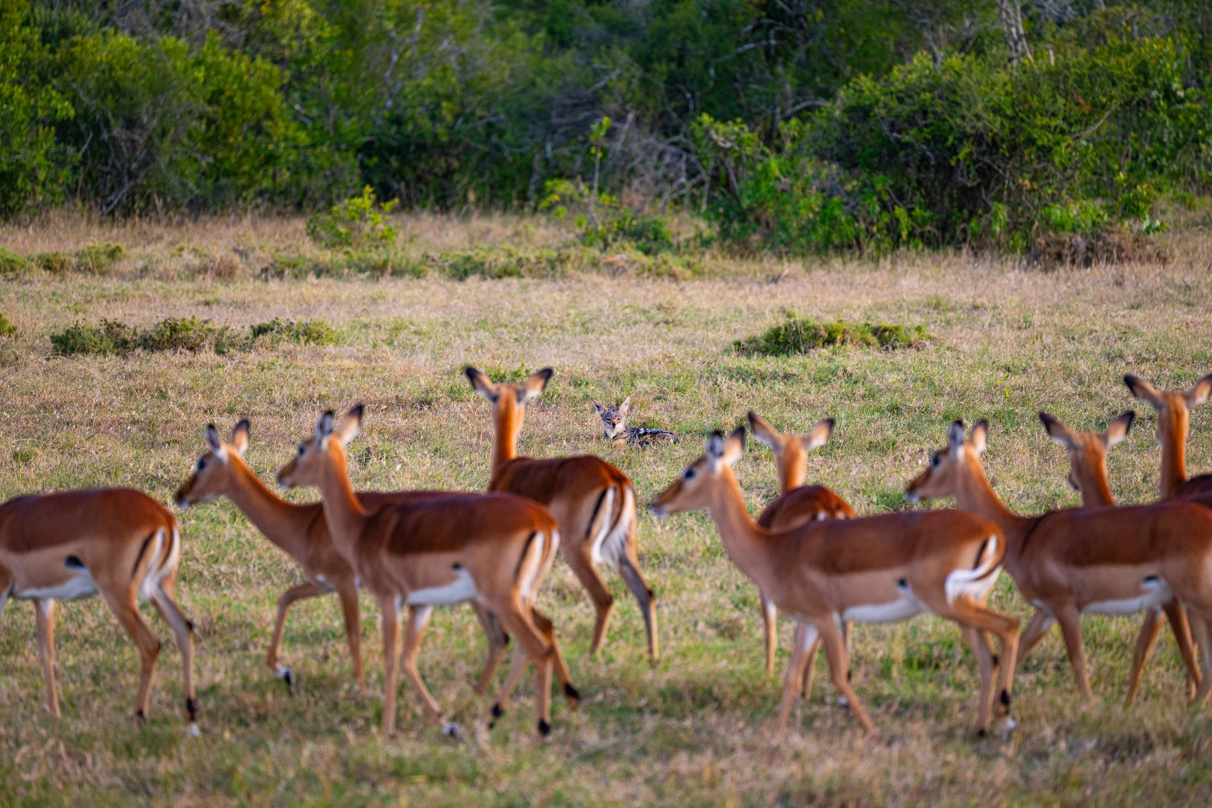 Africa2026VZ8_29642026.jpg