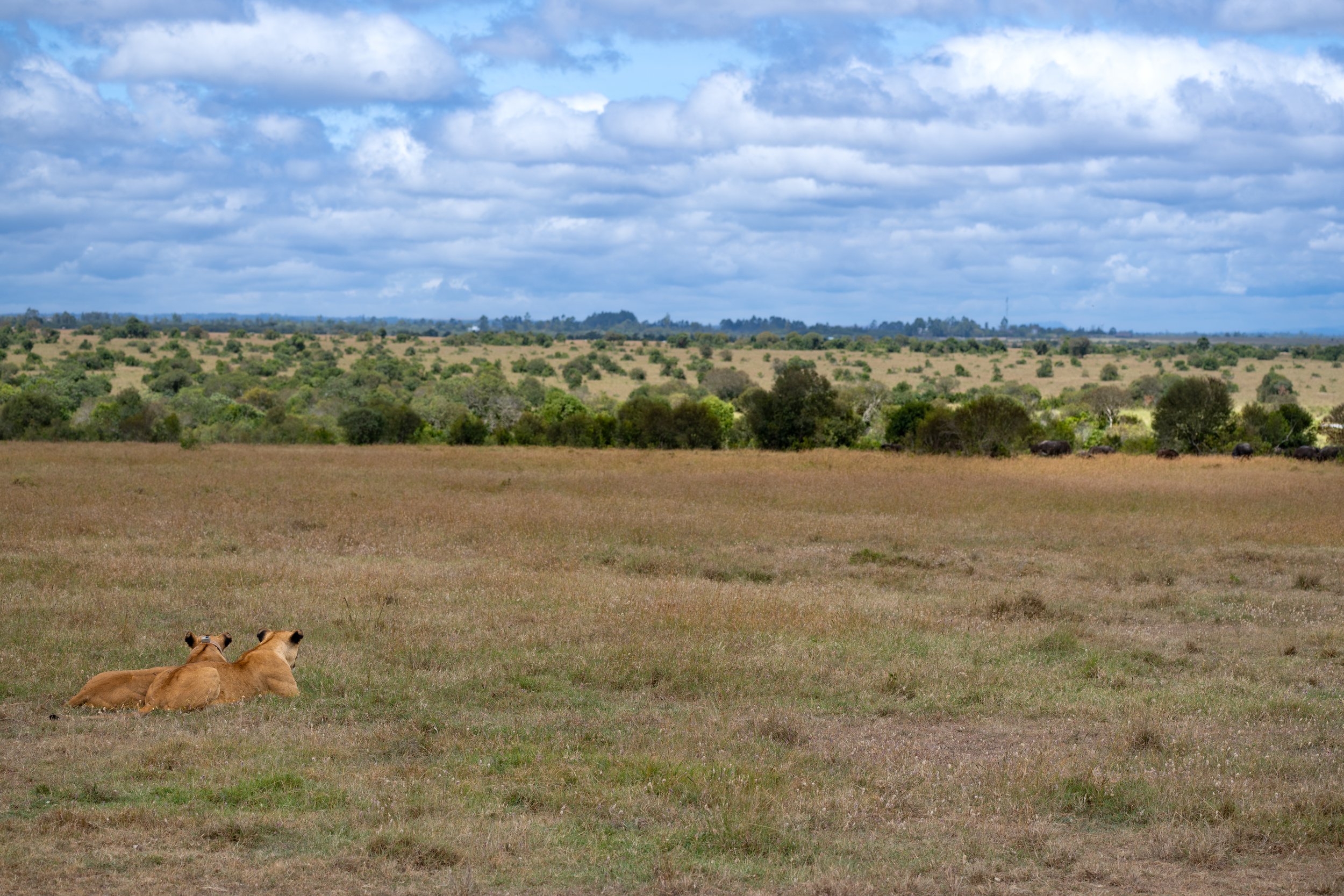 Where are the buffalo? Look to the tree line. These lionesses are planning a meal.