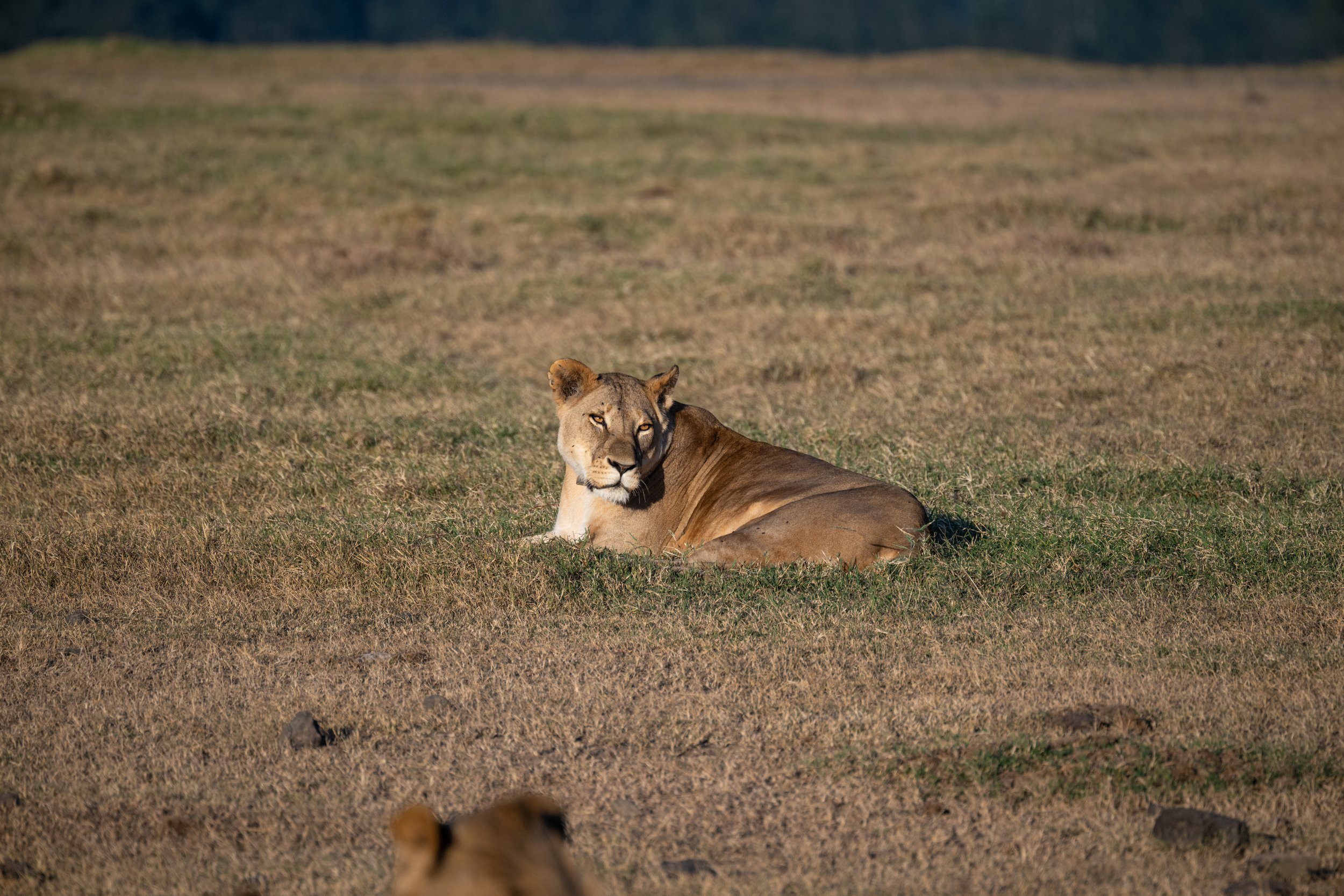 Africa2026VZ8_31312026.jpg
