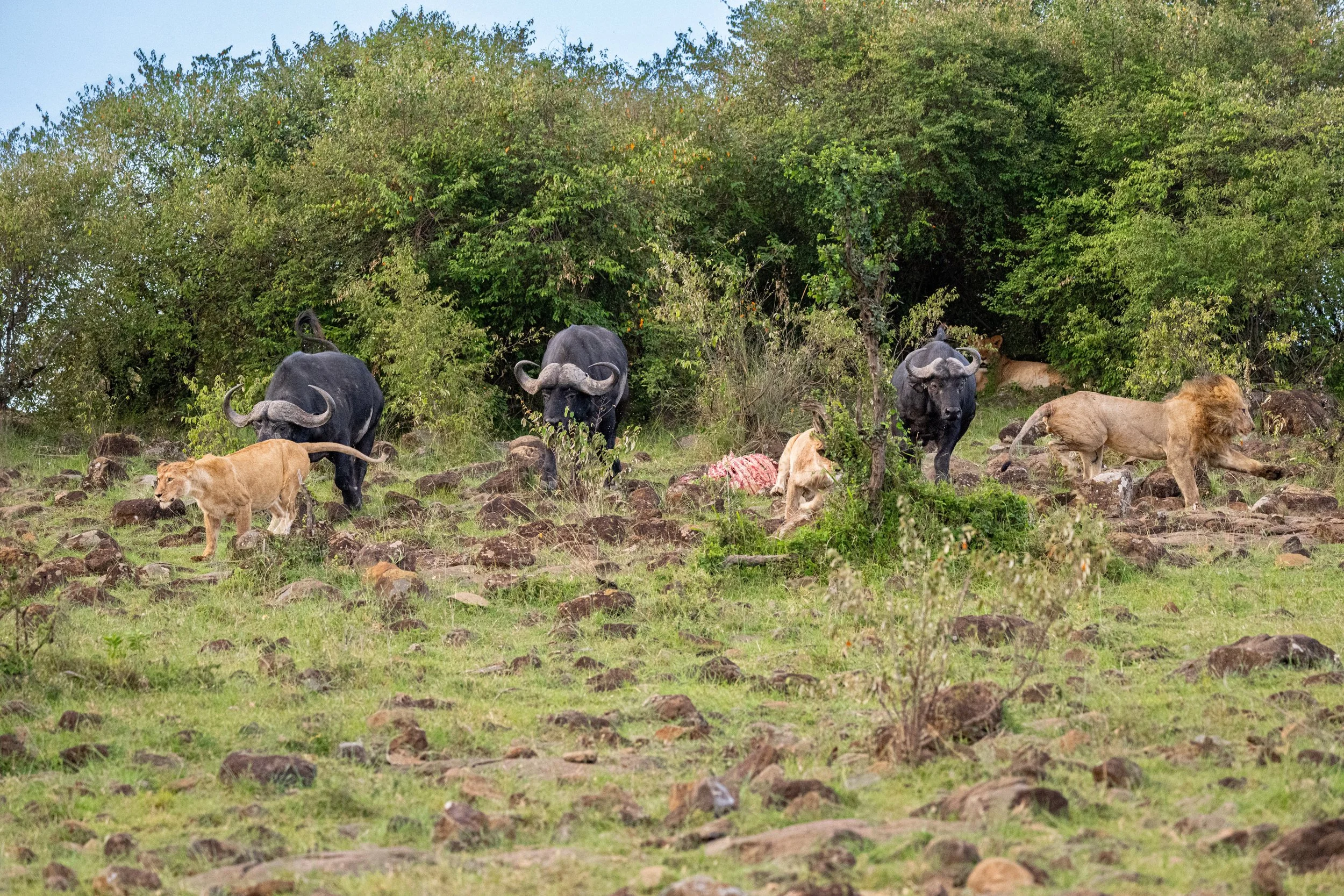 Africa2026VZ8_33352026.jpg