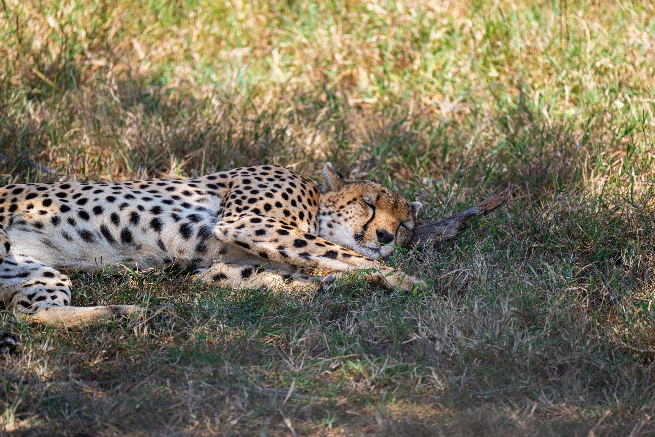 Africa2026VZ8_27022026.jpg
