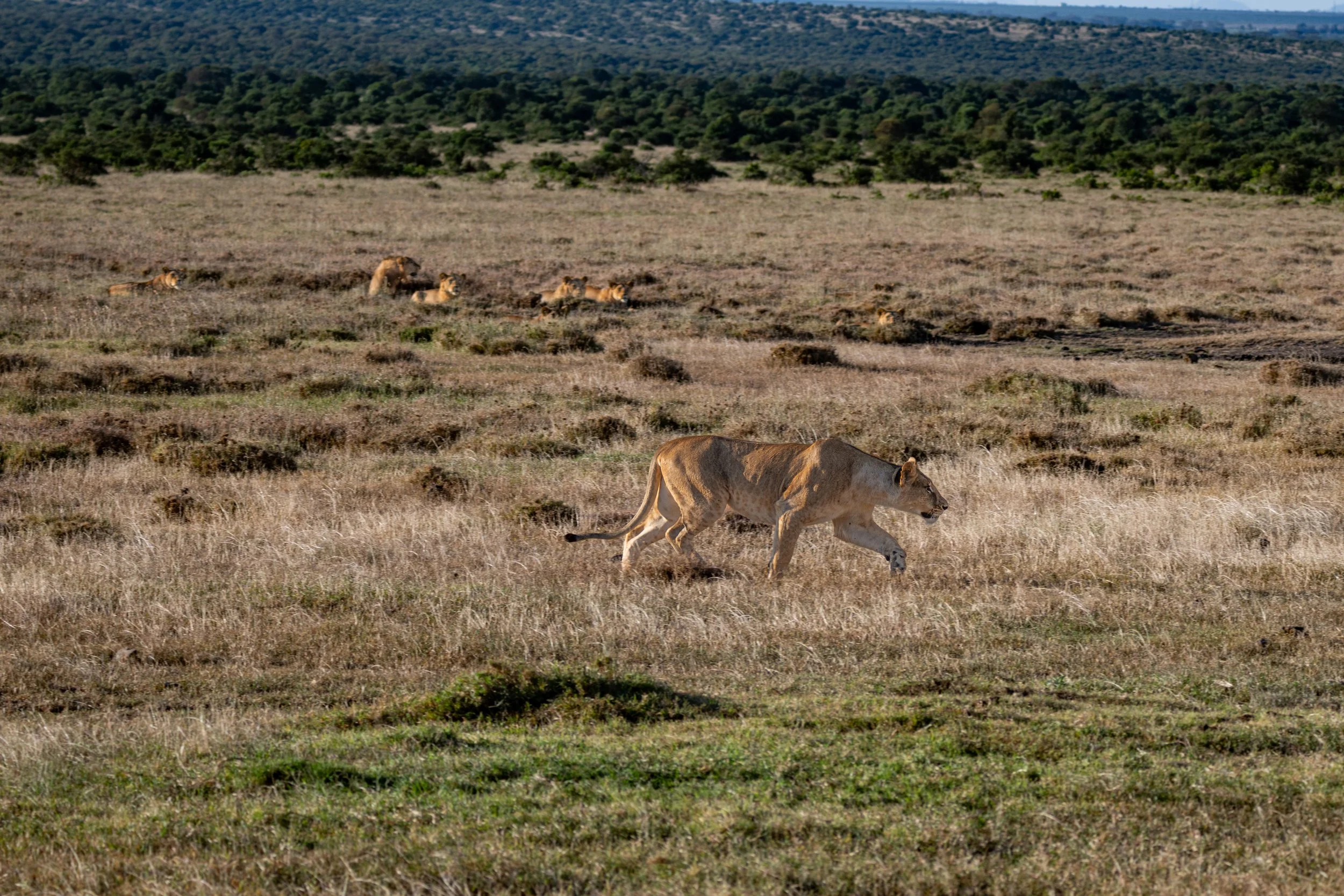 Africa2026VZ8_30492026.jpg