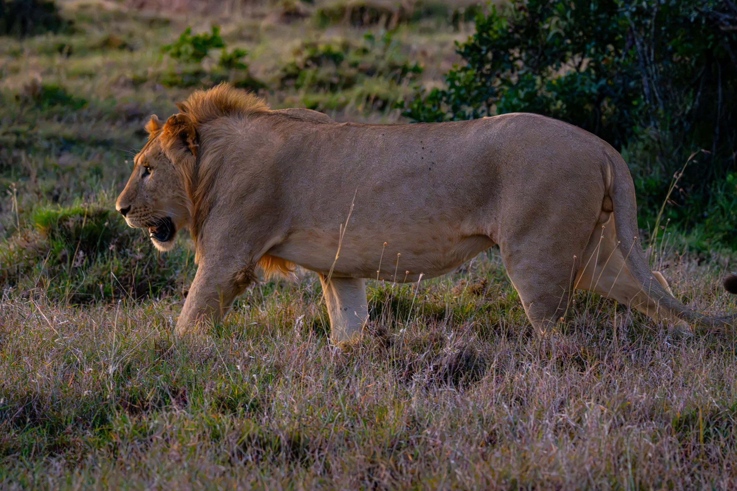Africa2026VZ8_32012026.jpg