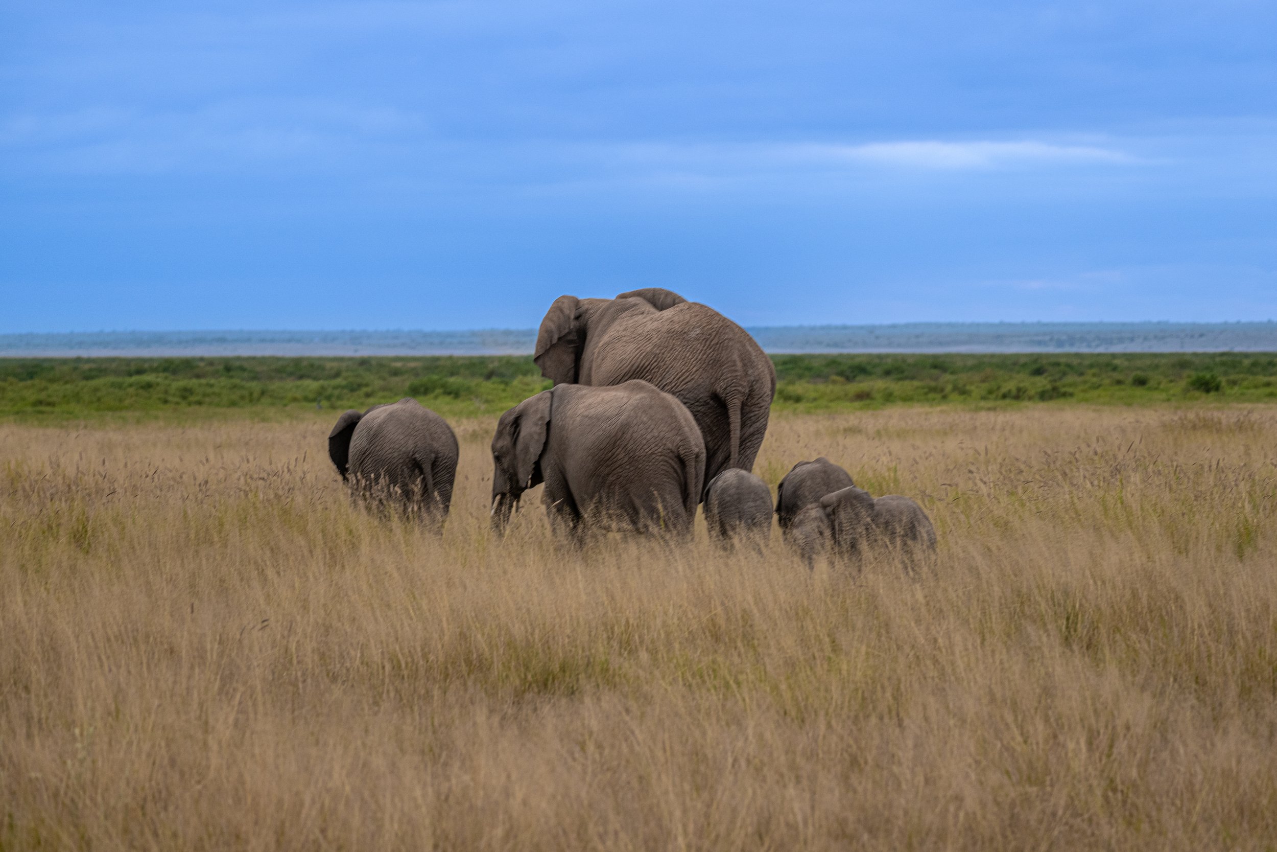 Africa2026VZ8_54422026.jpg