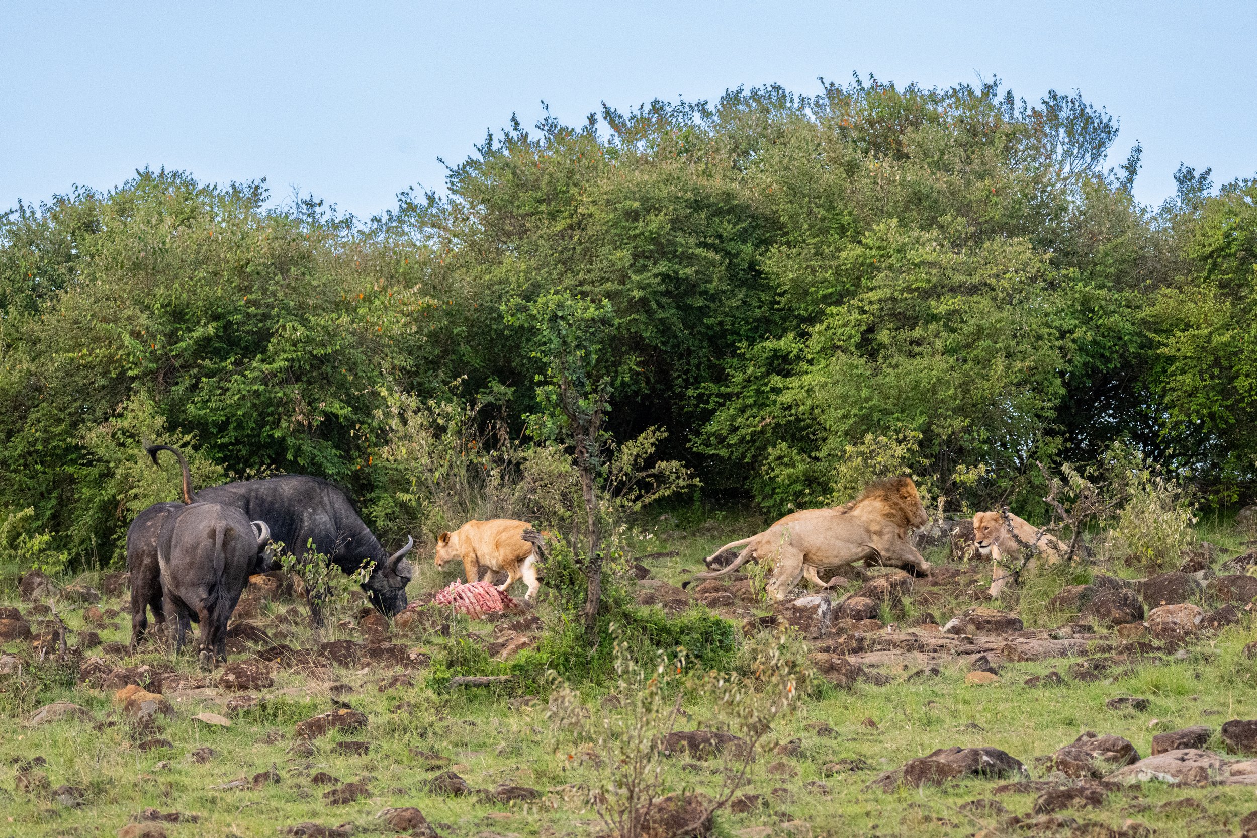 Africa2026VZ8_33292026.jpg
