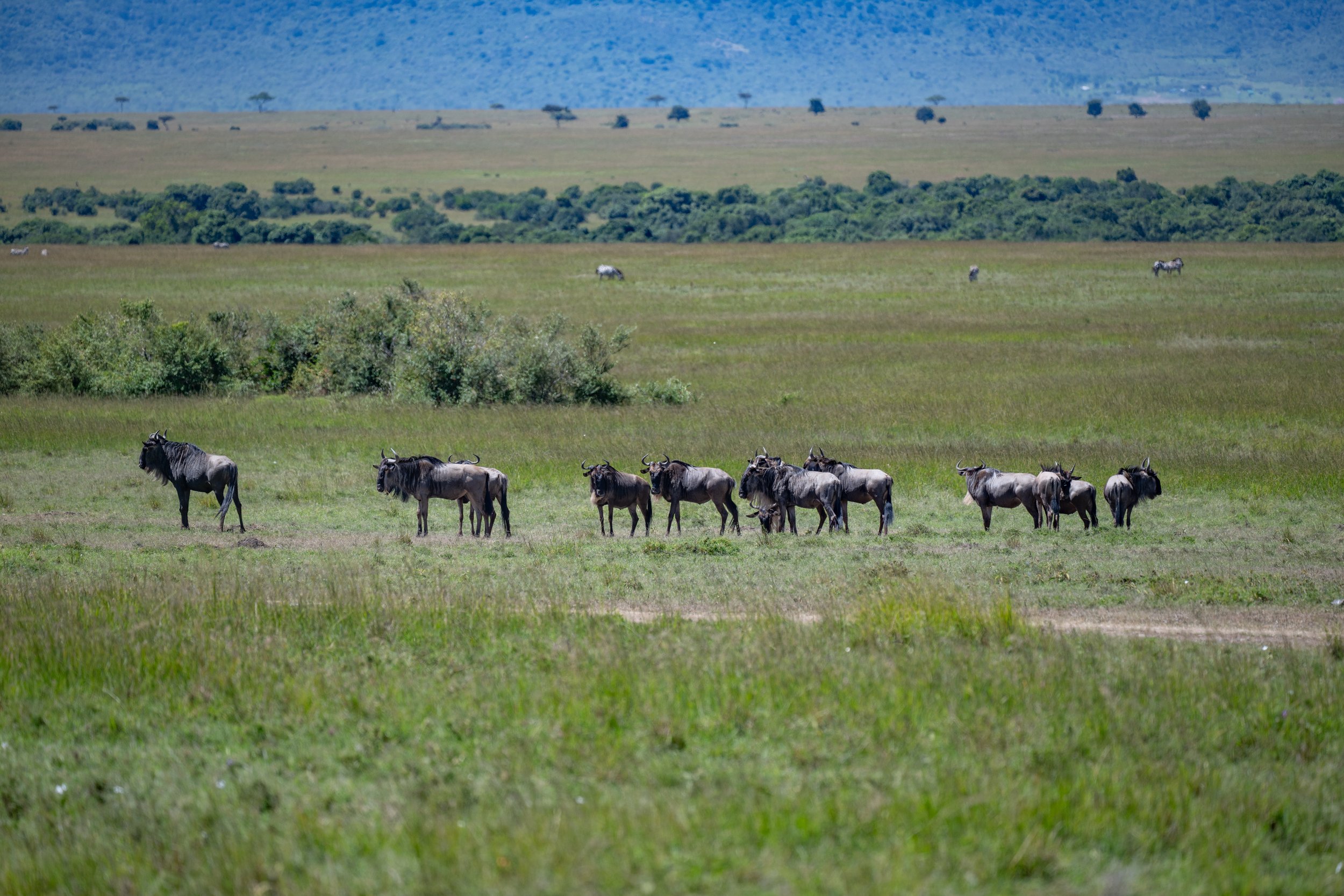Africa2026VZ8_32132026.jpg