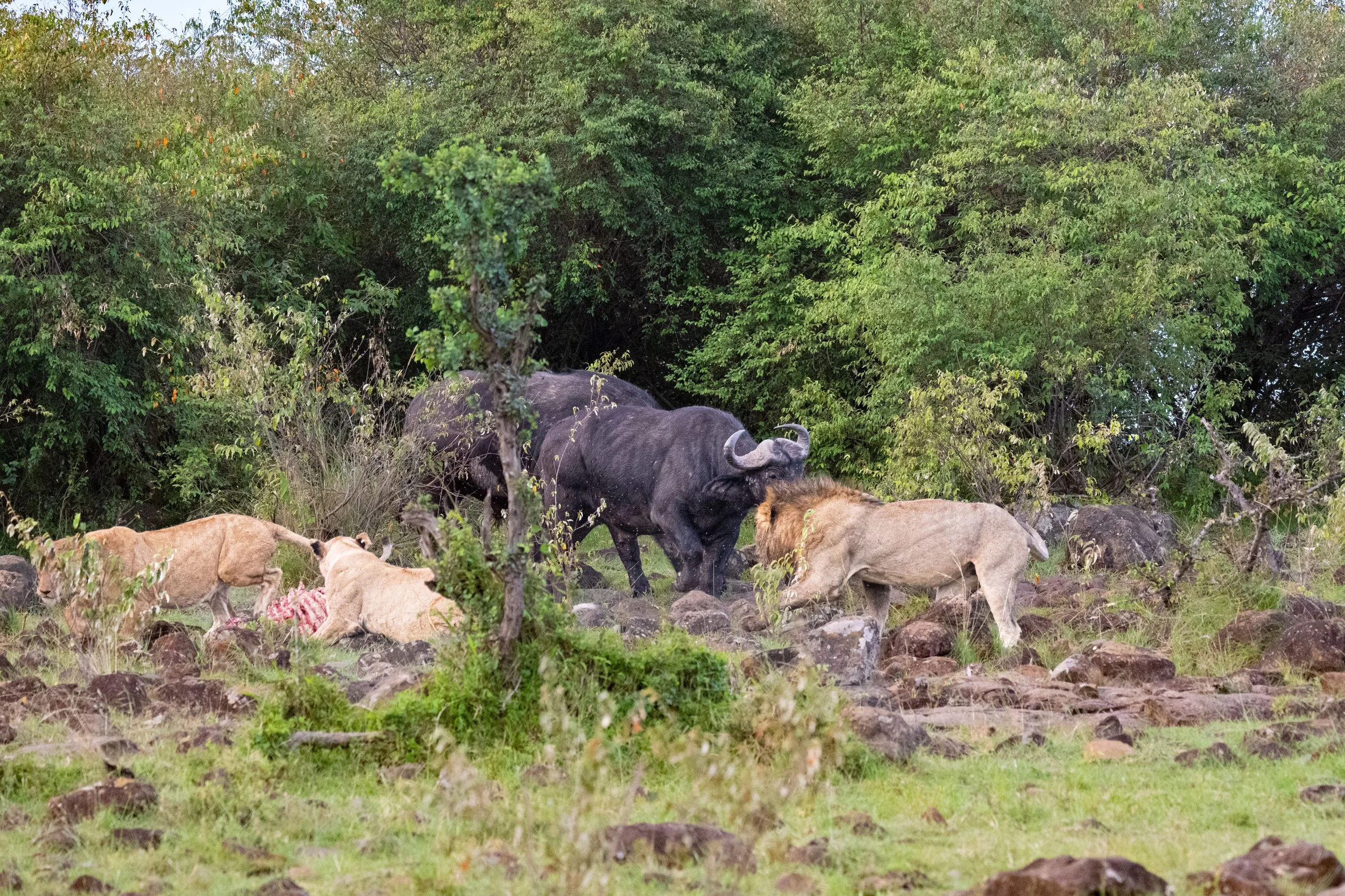Africa2026VZ8_33332026.jpg