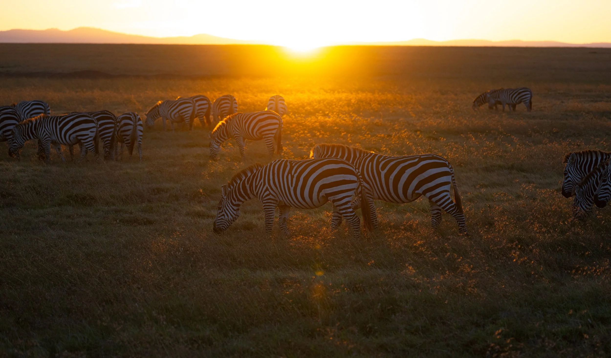 Africa2026VZ8_15692026.jpg