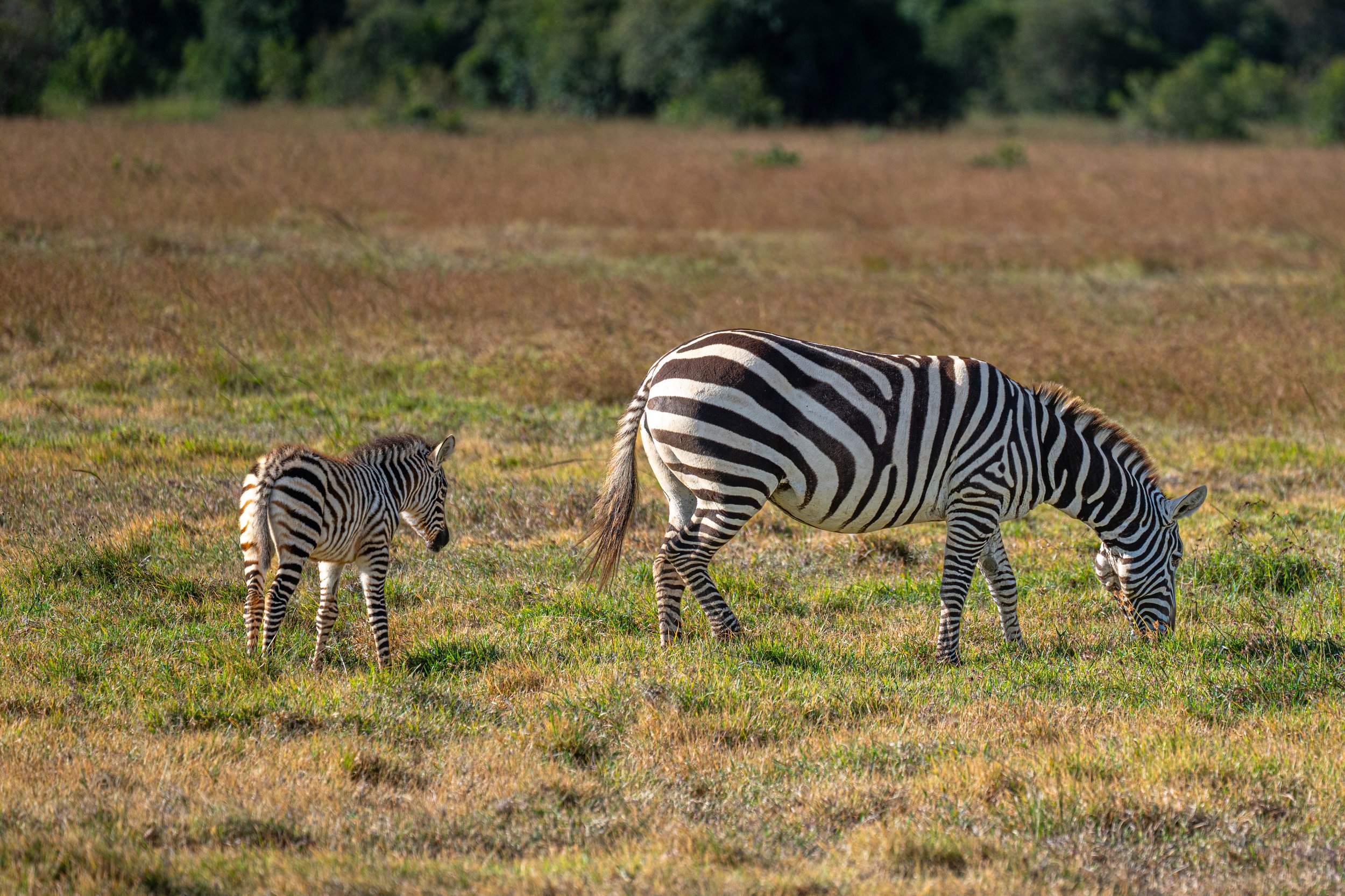Africa2026VZ8_24082026.jpg