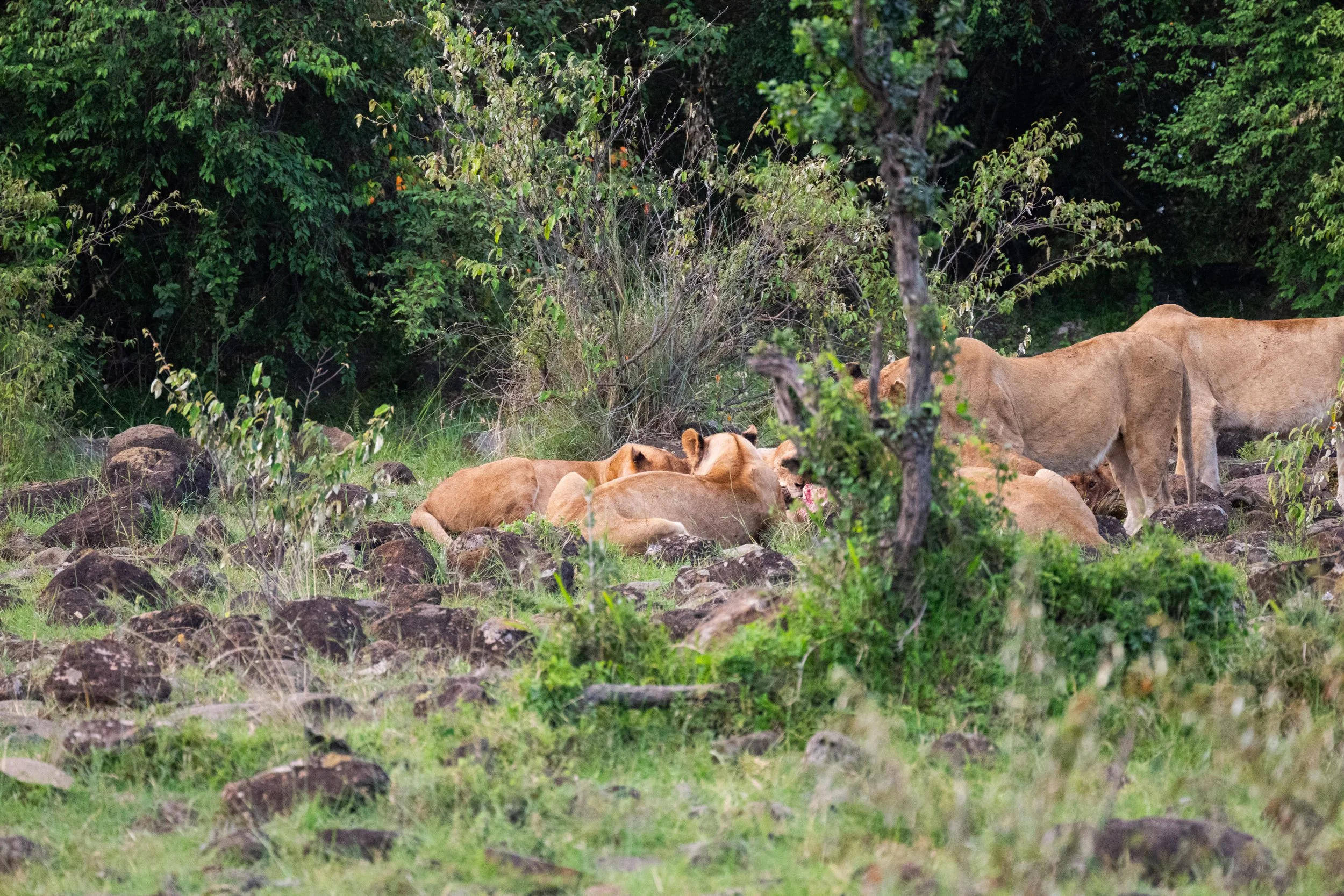 Africa2026VZ8_32672026.jpg