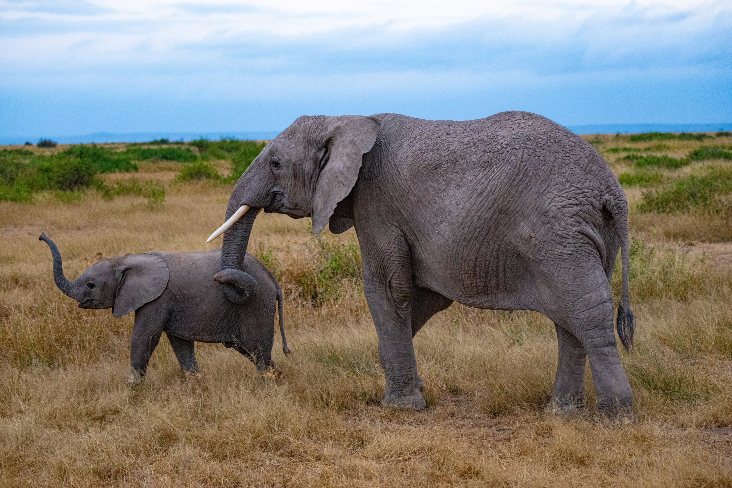 Africa2026VZ8_53852026.jpg
