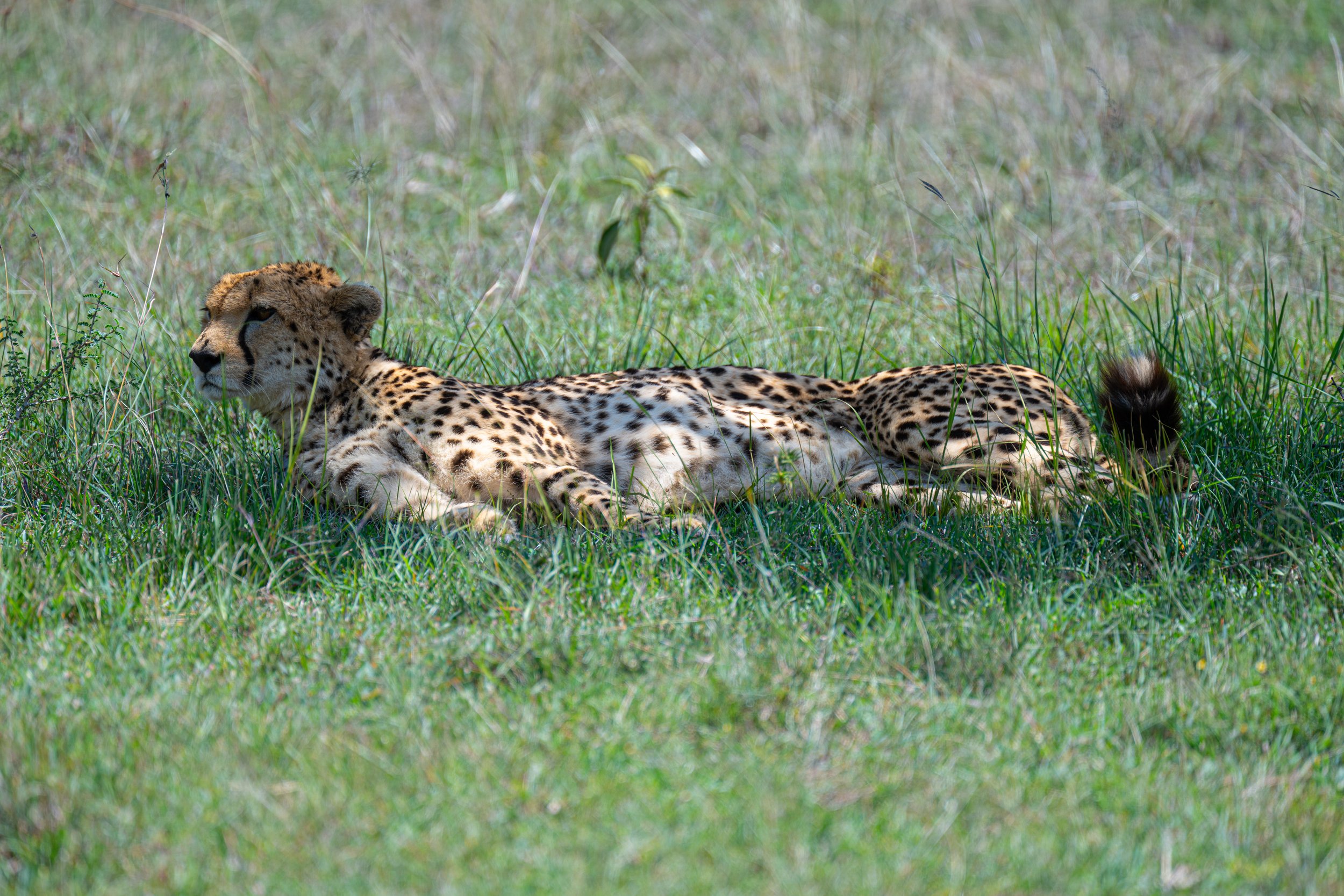 Africa2026VZ8_48362026.jpg