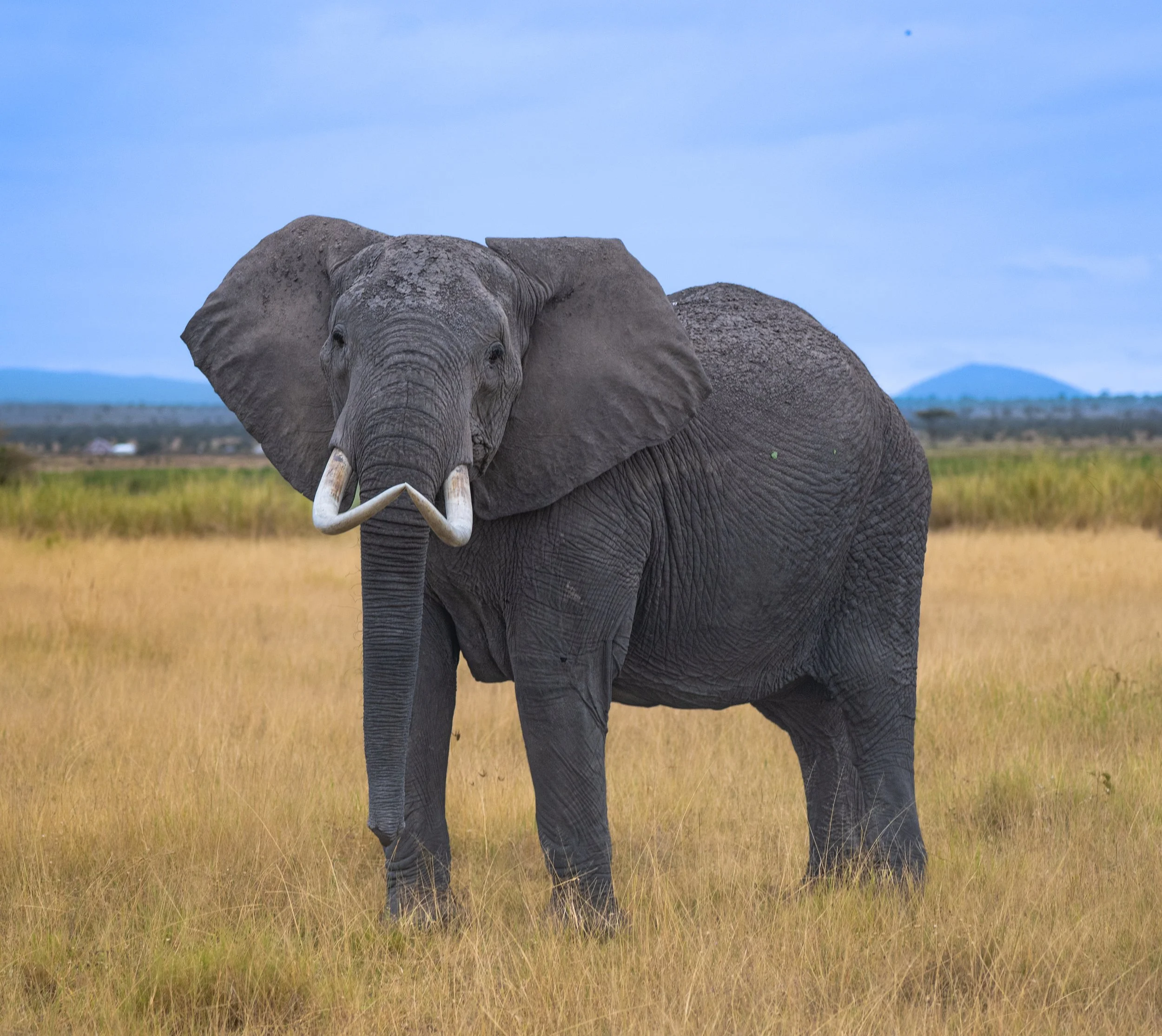 Africa2026VZ8_55552026.jpg