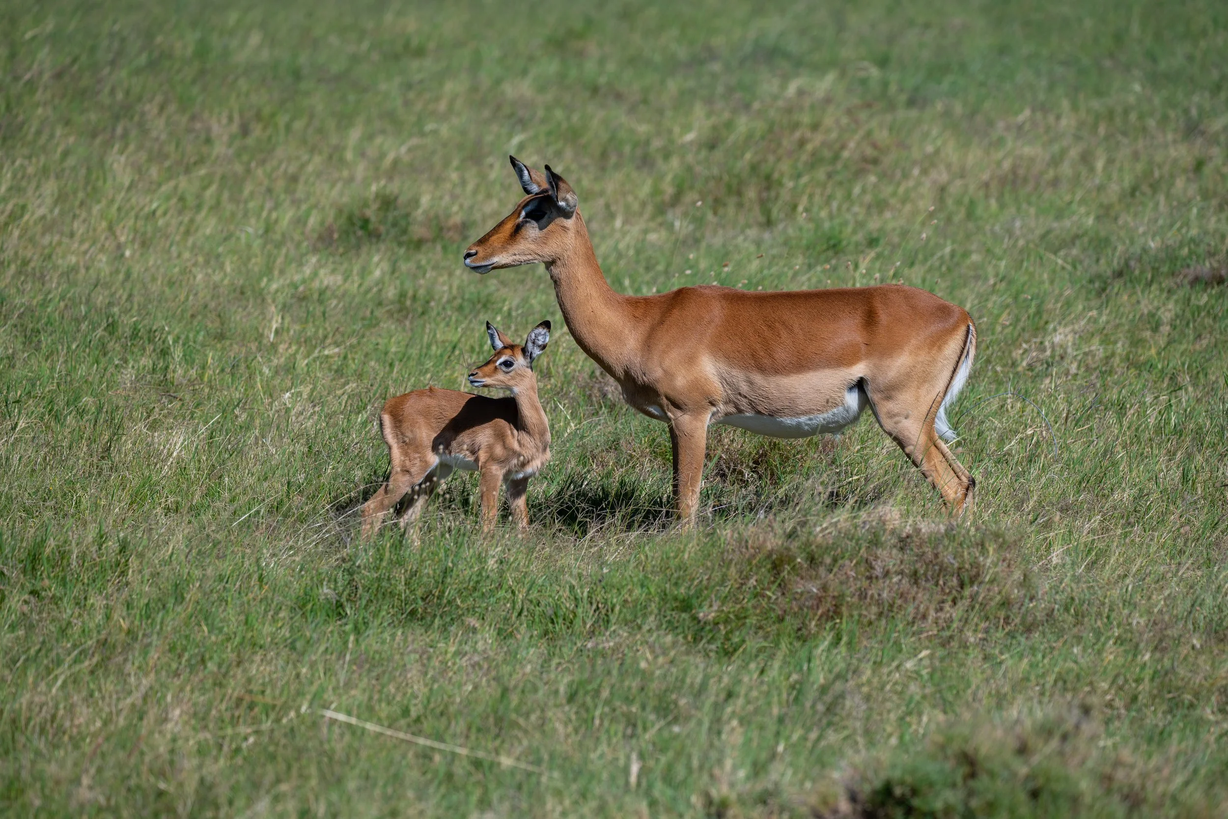 Africa2026VZ8_25572026.jpg
