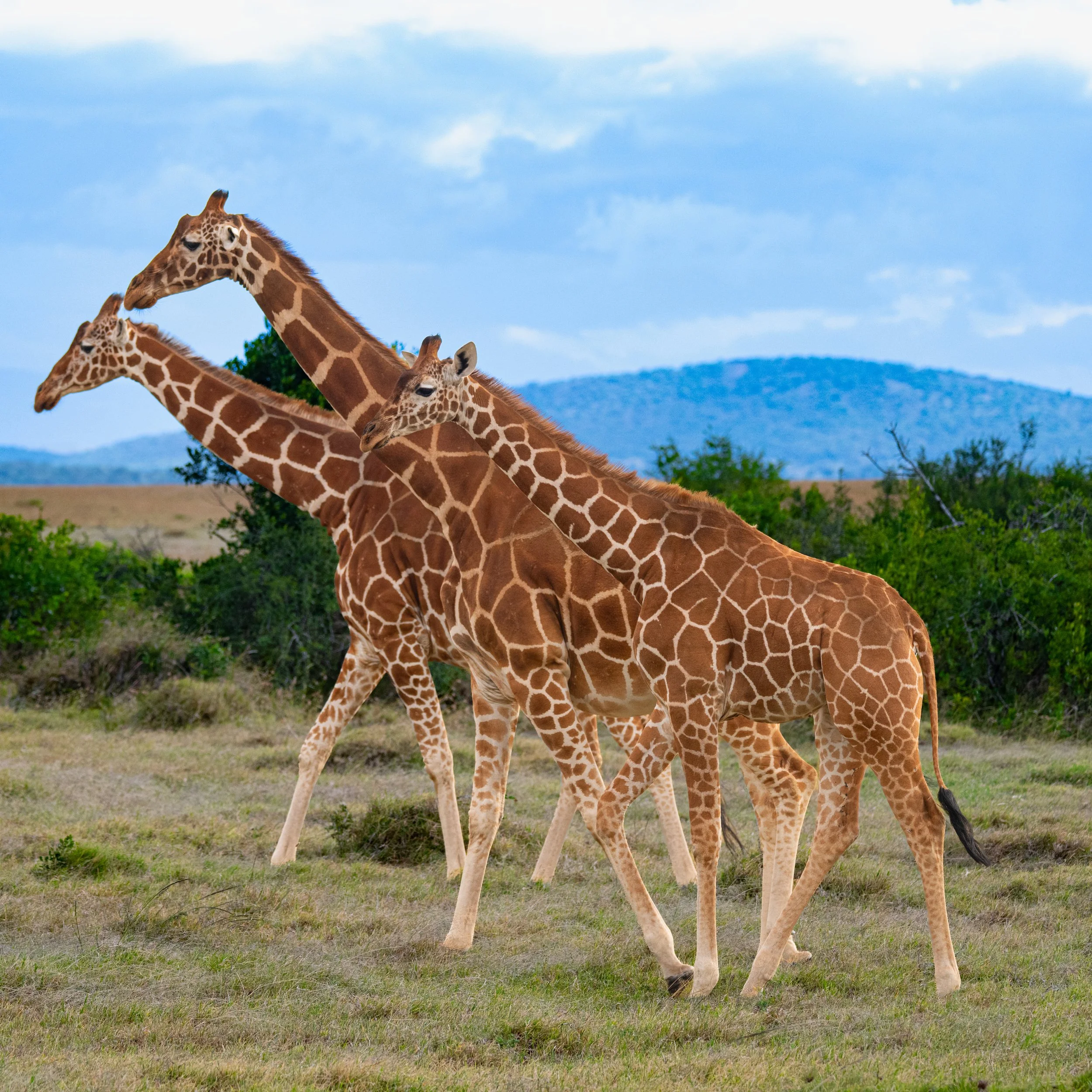 Africa2026VZ8_11672026.jpg
