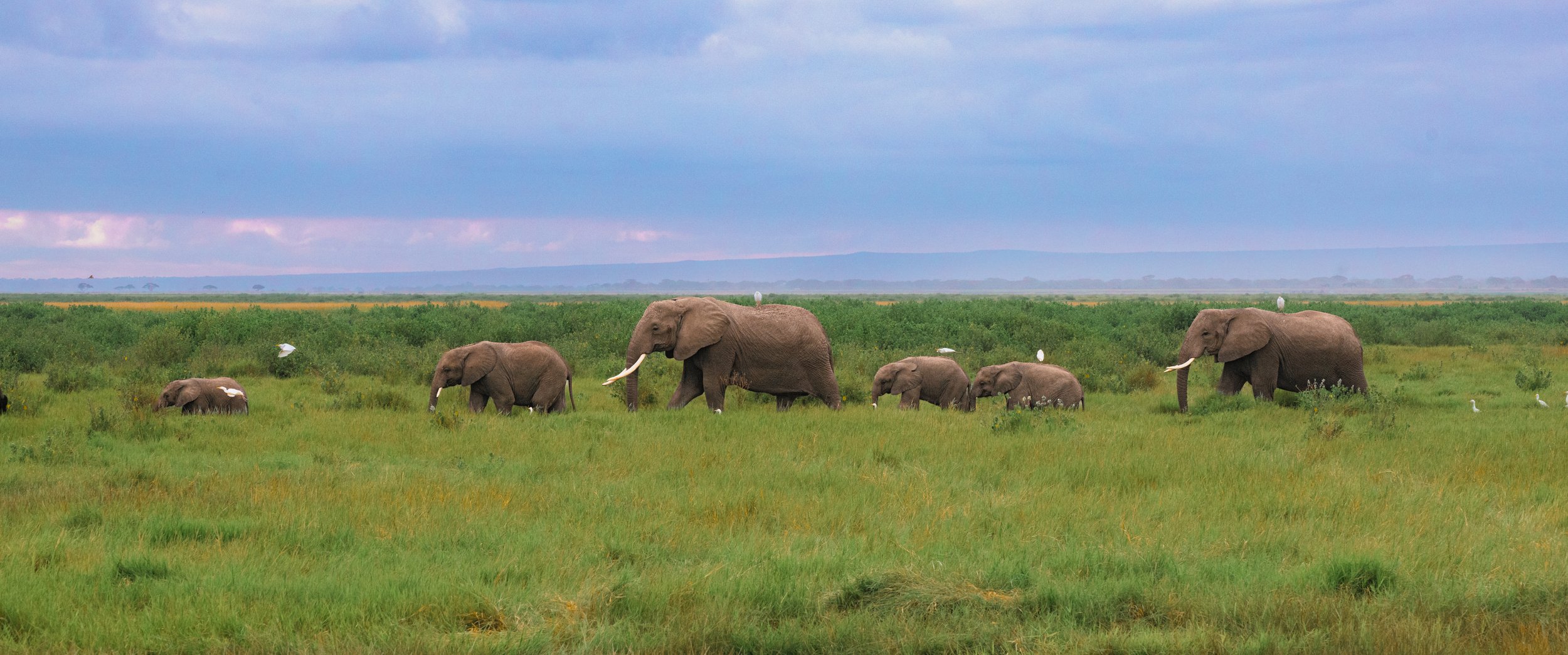Africa2026VZ8_54632026.jpg