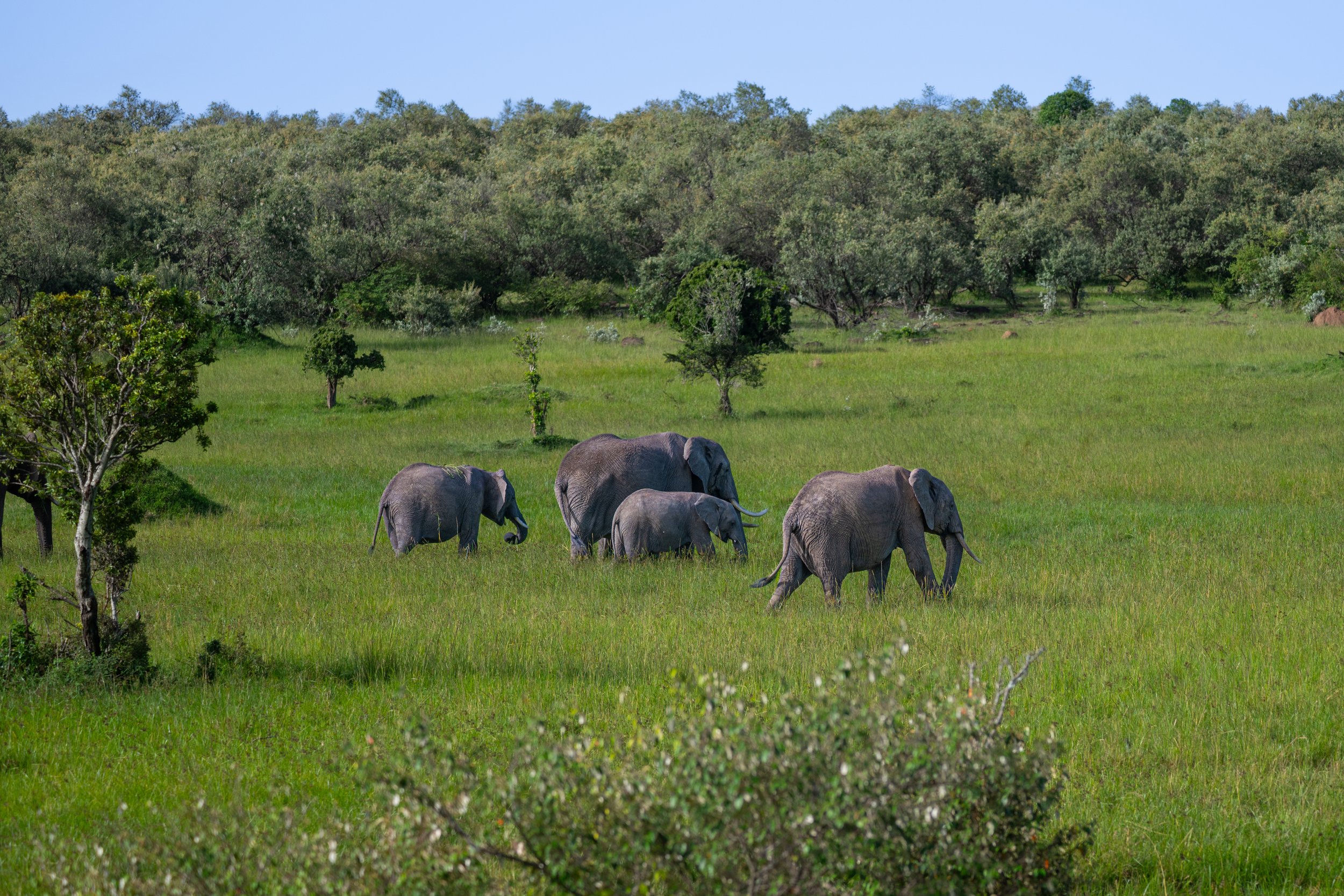 Africa2026VZ8_48812026.jpg