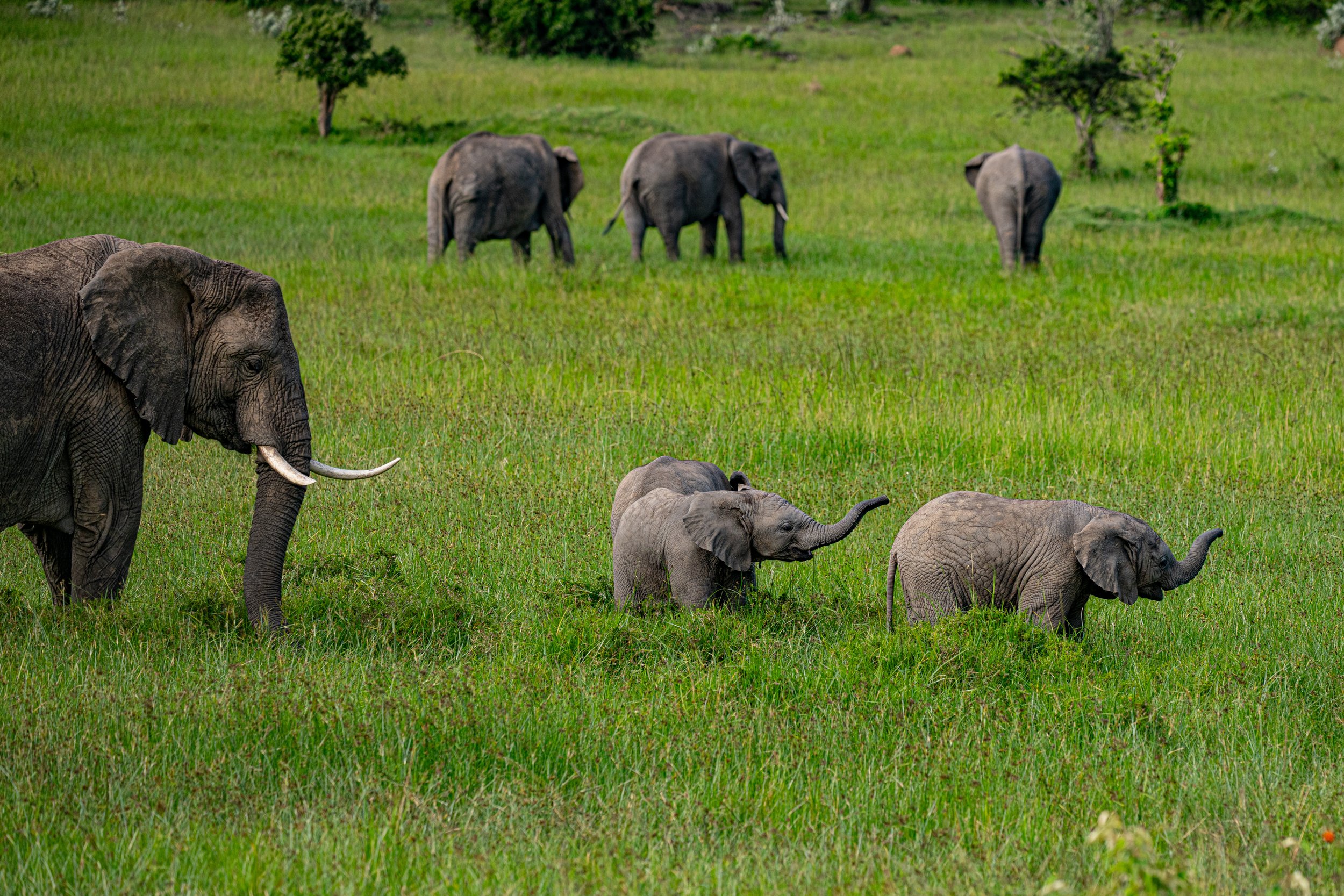 Africa2026VZ8_49462026.jpg