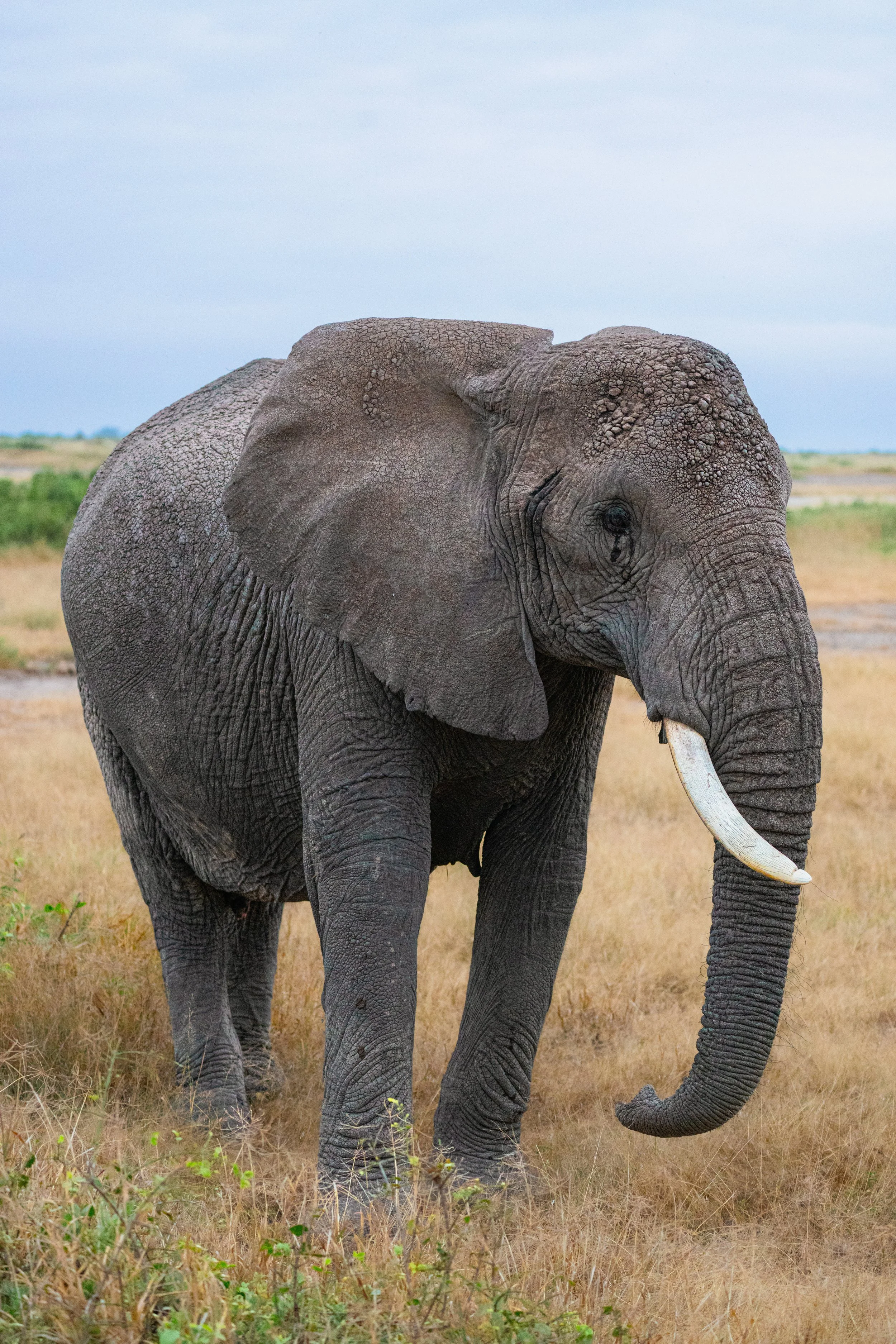 Africa2026VZ8_53782026.jpg