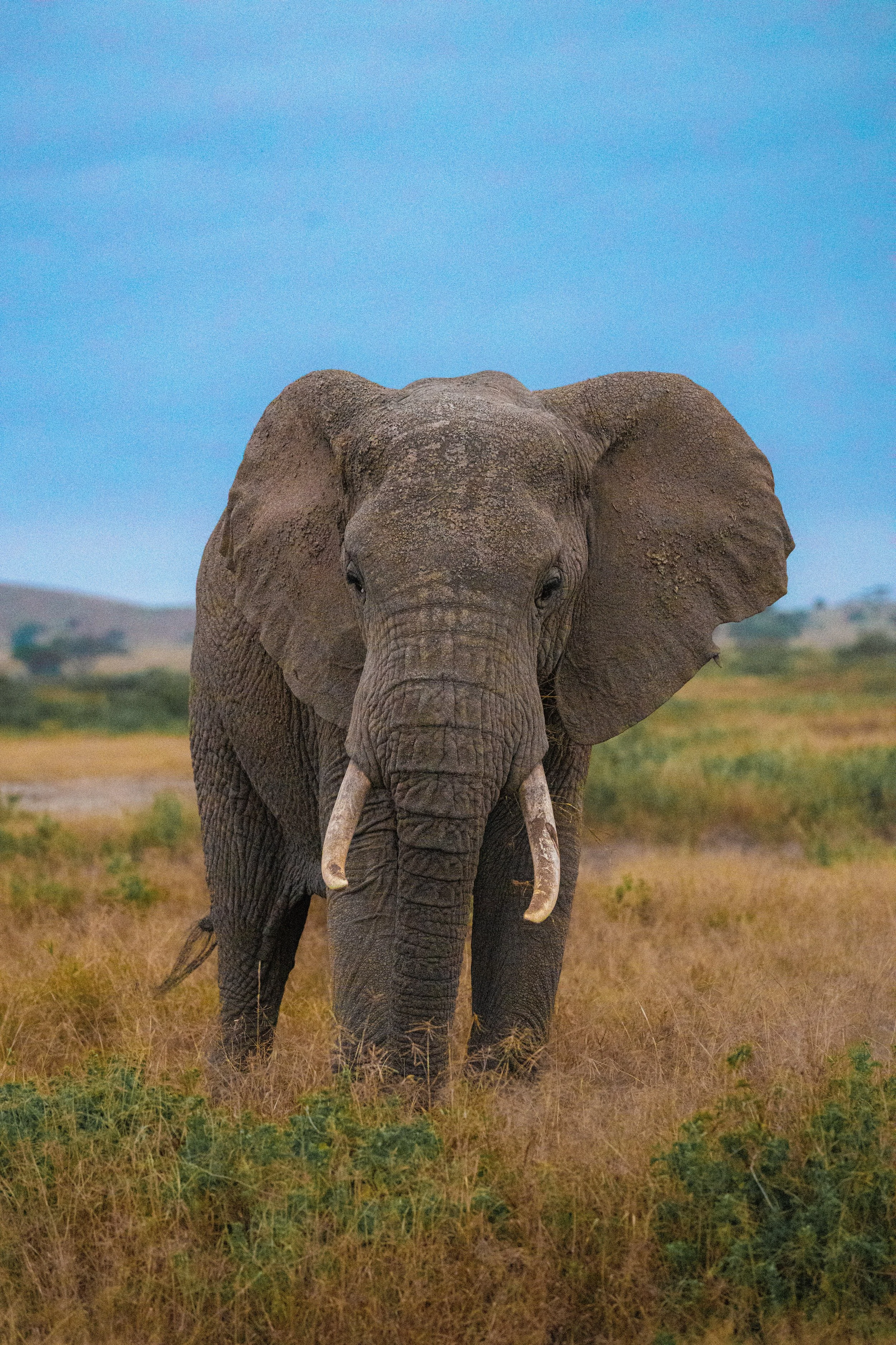 Africa2026VZ8_53652026.jpg