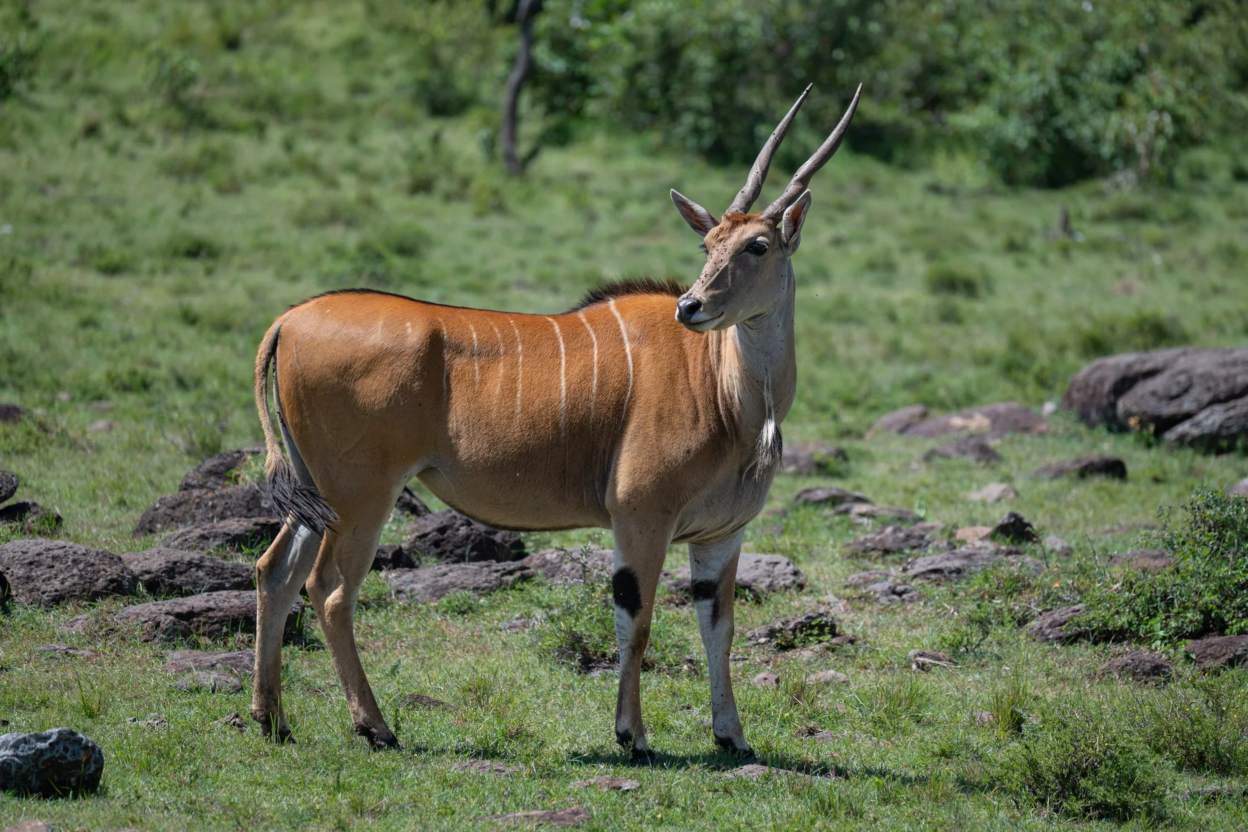 Africa2026VZ8_48762026.jpg