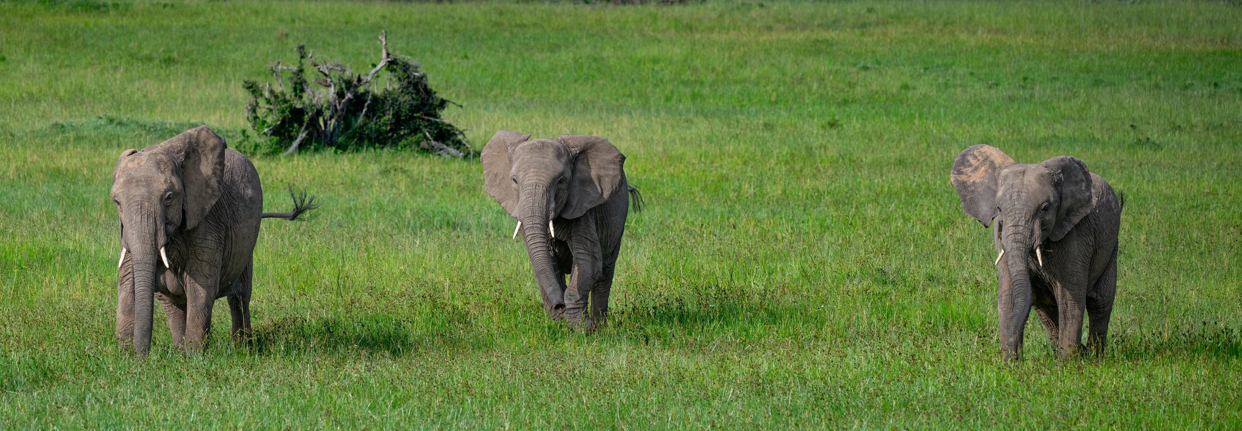 Africa2026VZ8_49622026.jpg