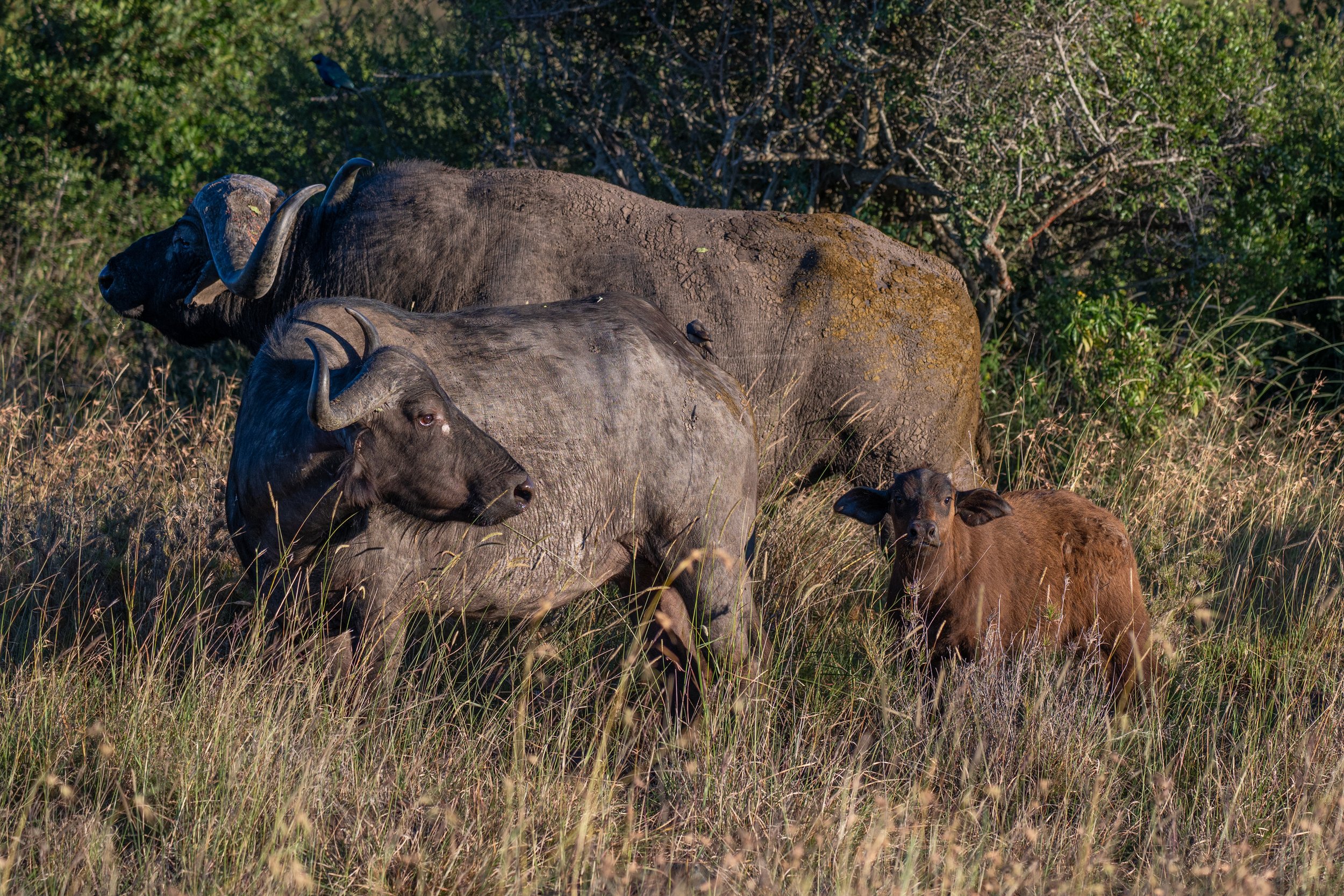 Africa2026VZ8_16522026.jpg