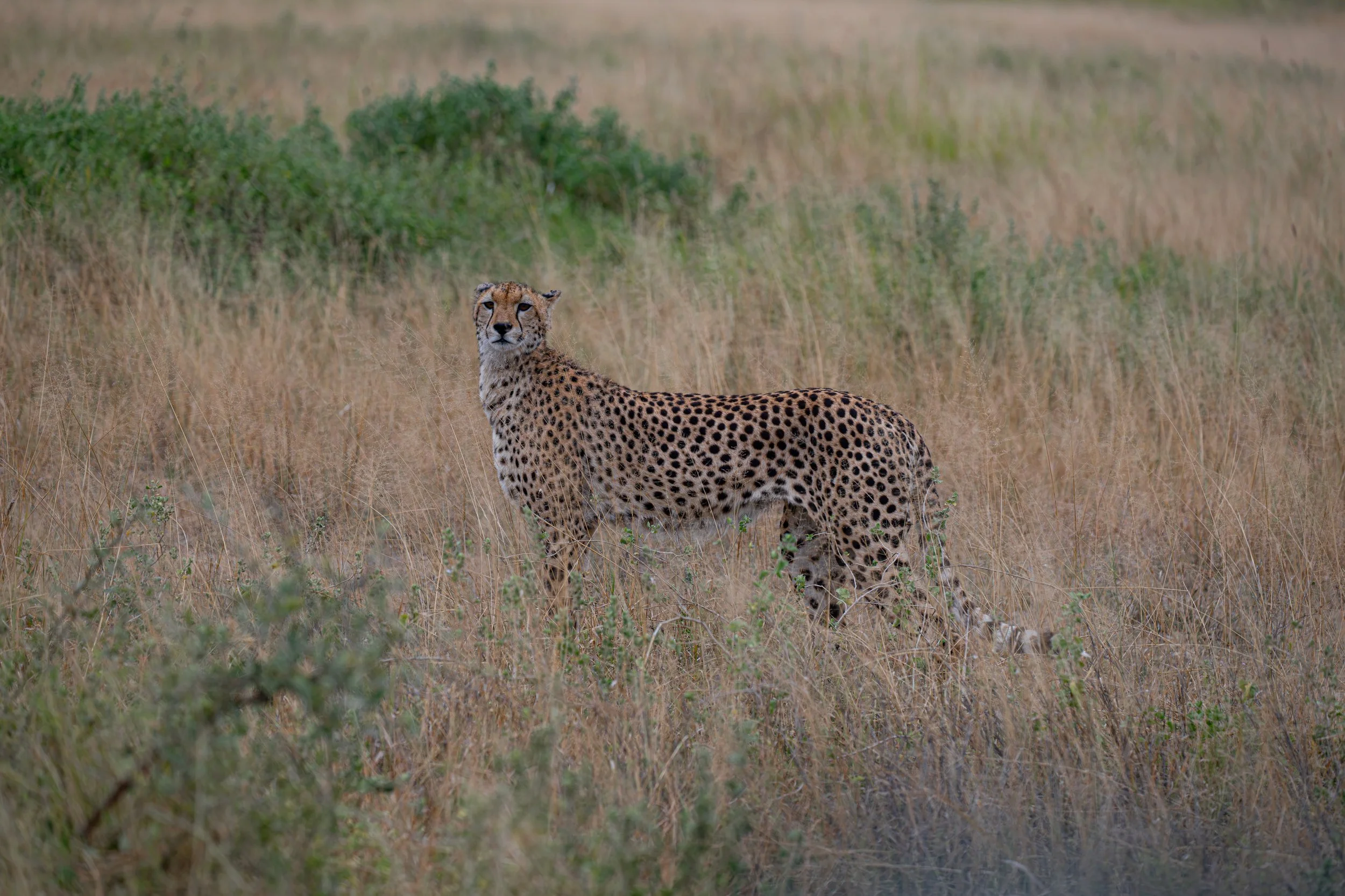 Africa2026DSC_55132026.jpg