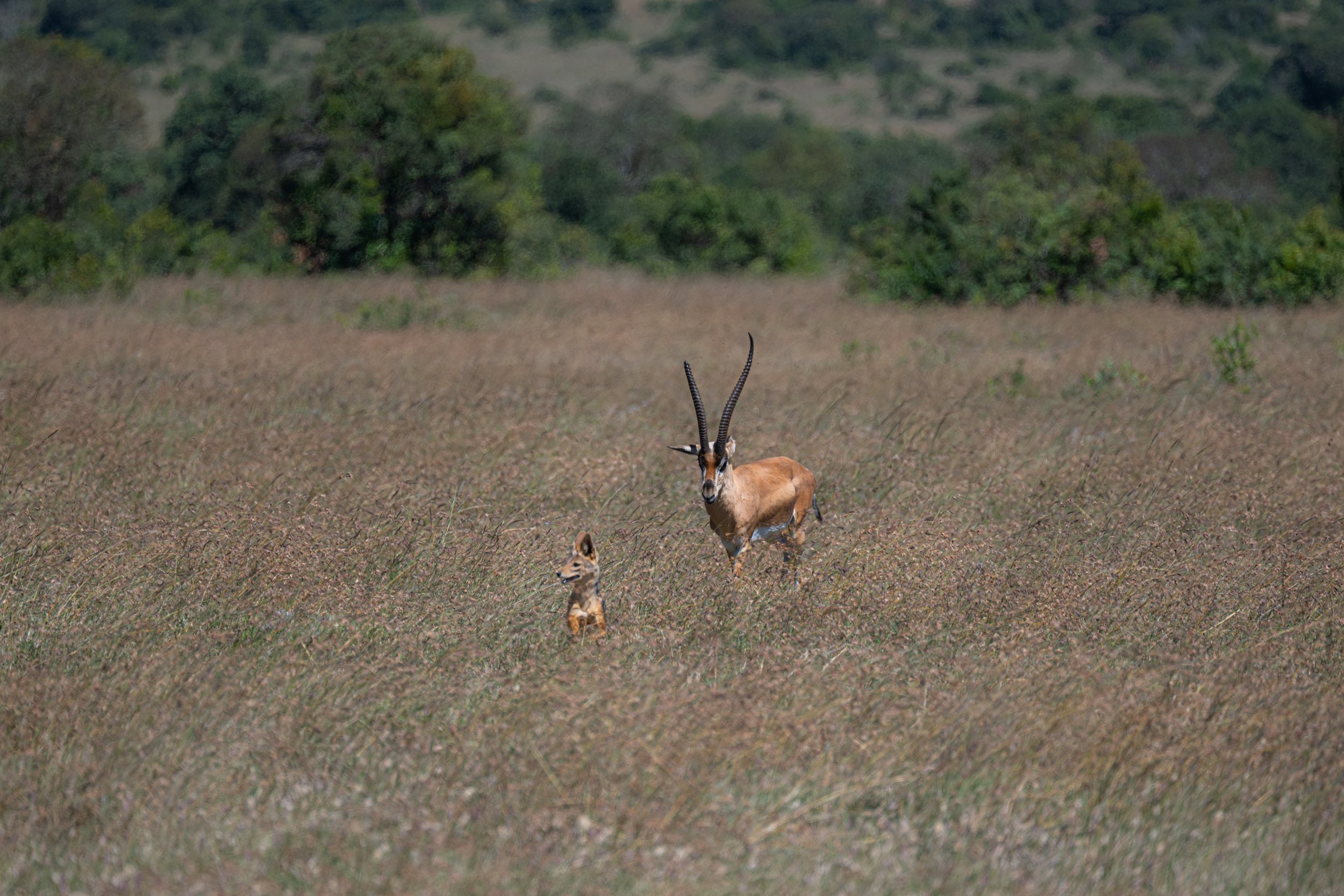 Africa2026VZ8_26382026.jpg
