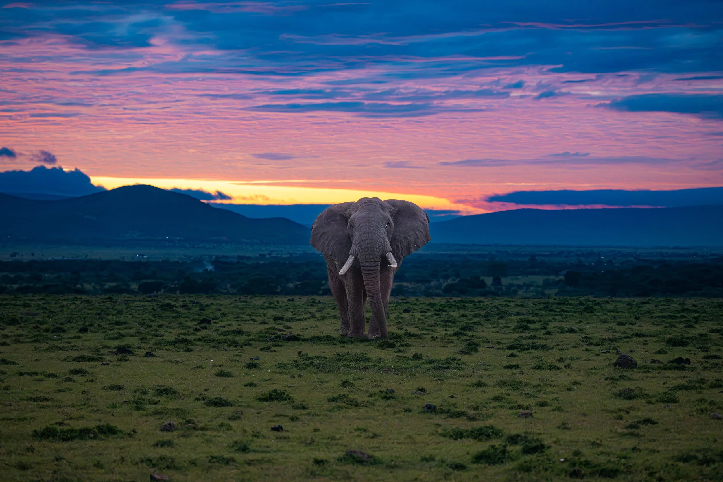 Africa2026Z81_33912026.jpg