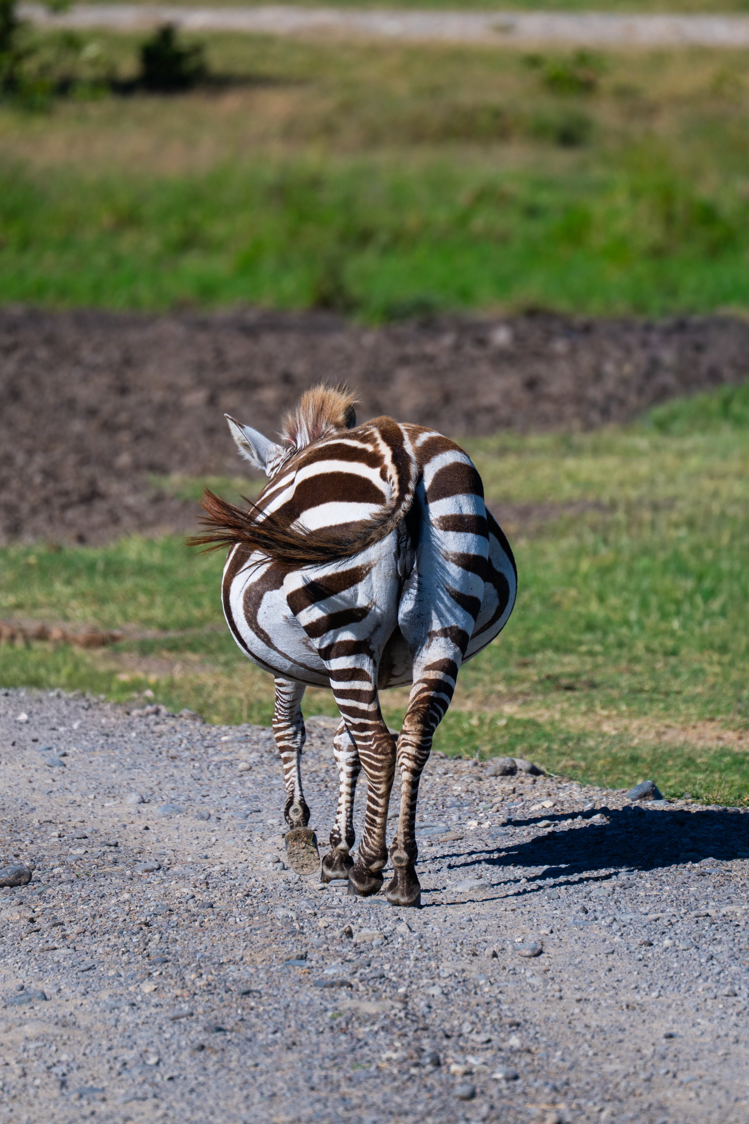 Africa2026VZ8_24742026.jpg
